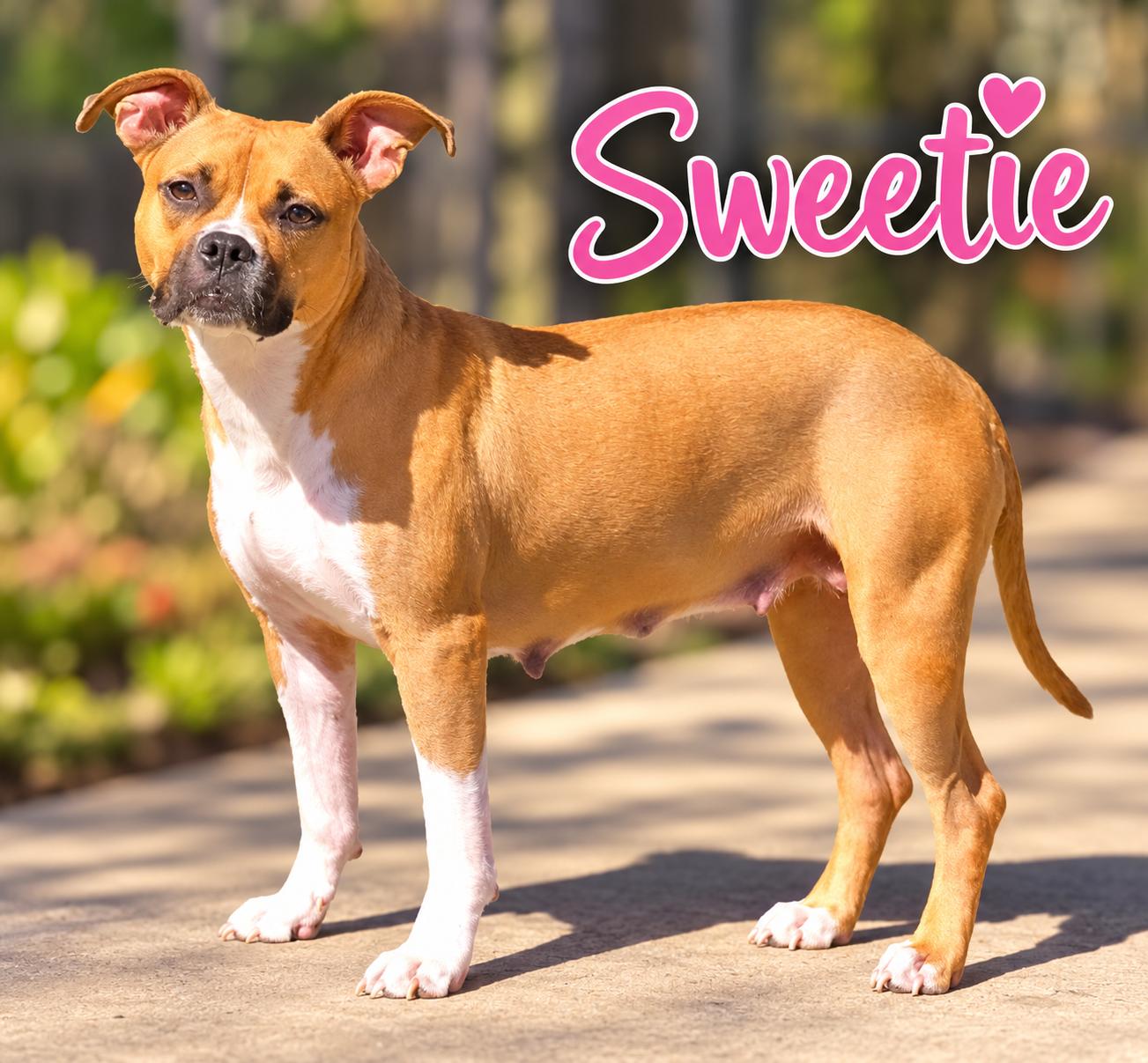 Sweetie, Adoptable, Young Female Boxer.