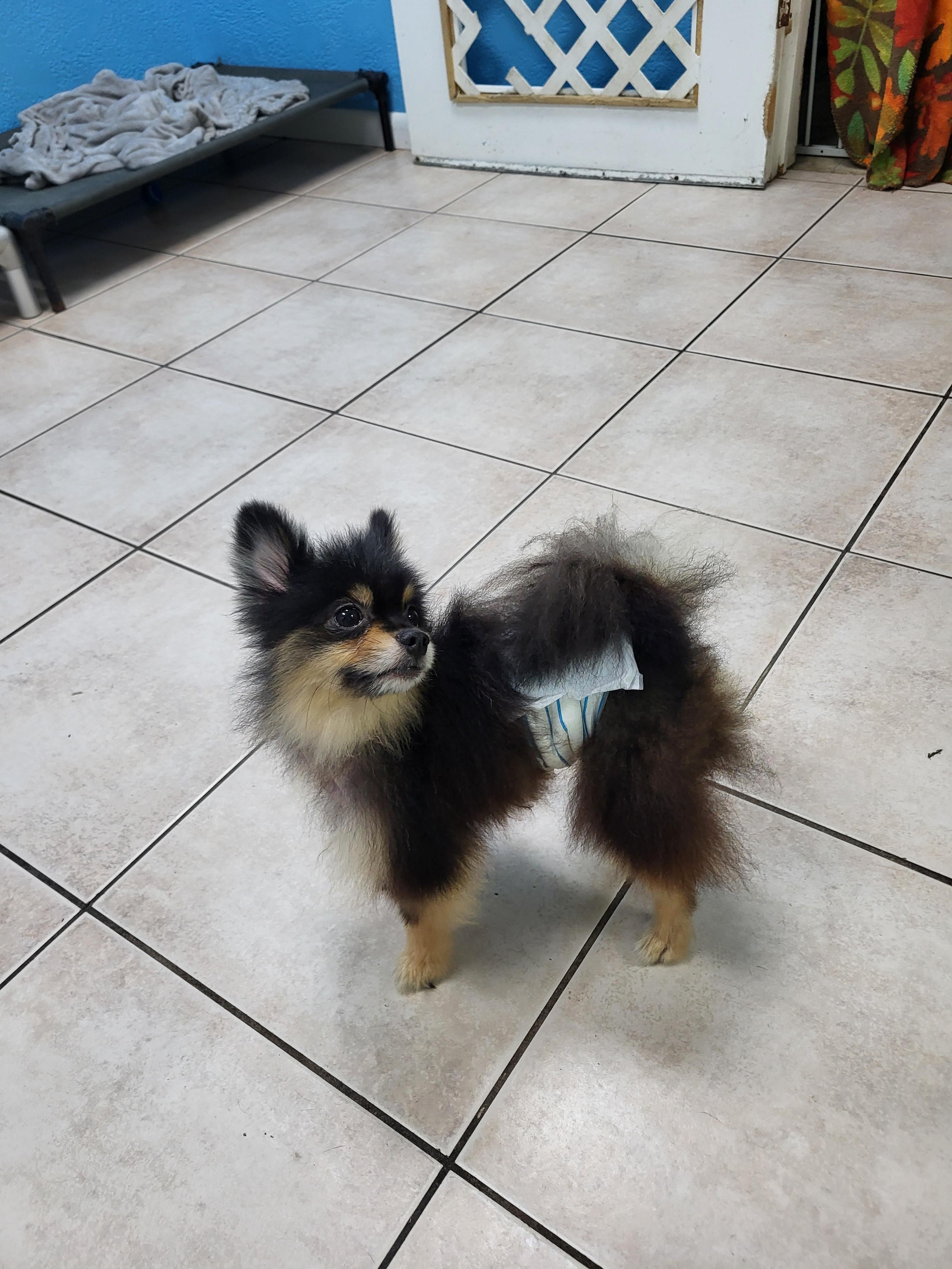 Enlarge Cody, a Adopted Pomeranian in Sarasota, FL image 6/6