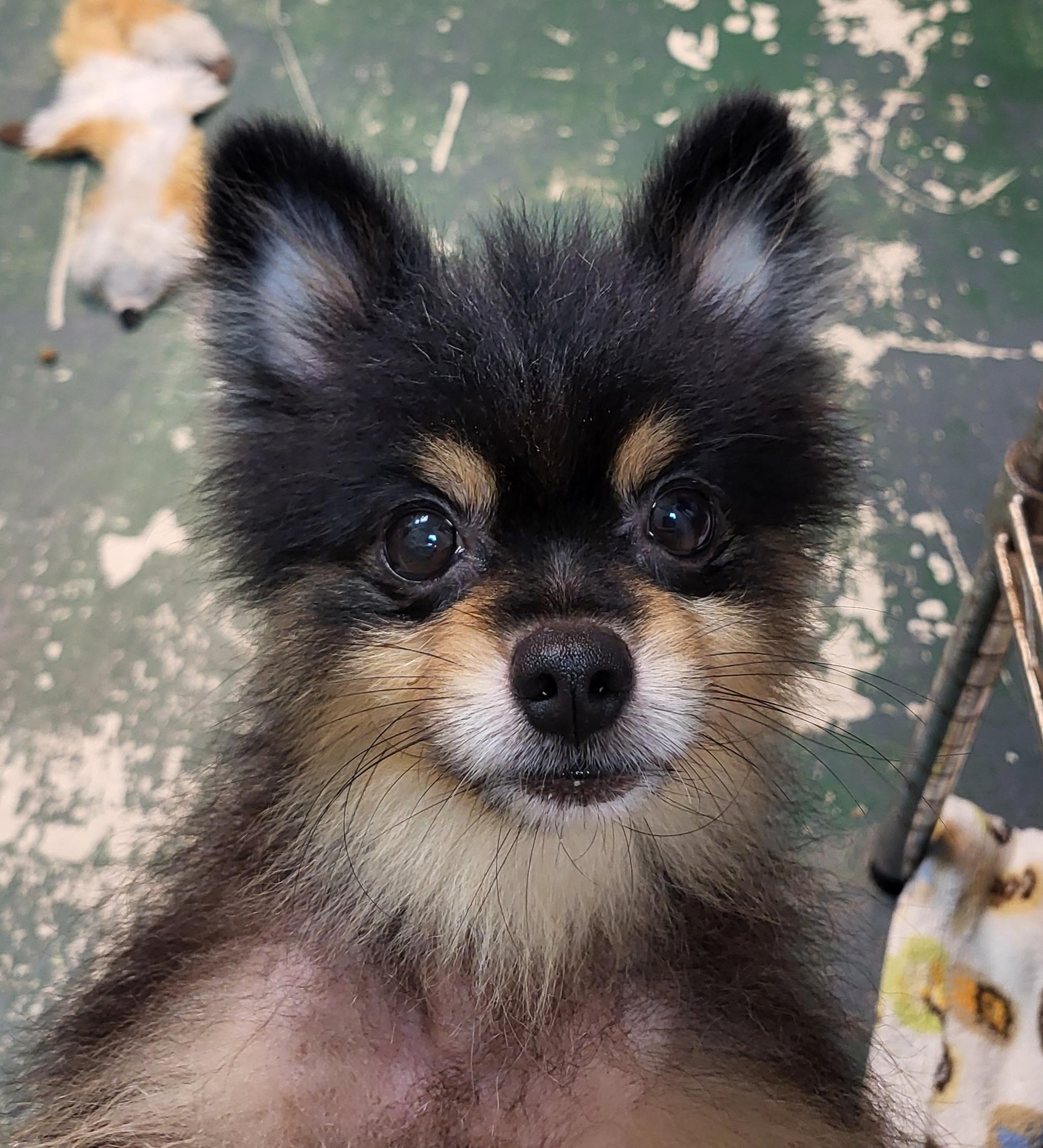Enlarge Cody, a Adopted Pomeranian in Sarasota, FL image 2/6
