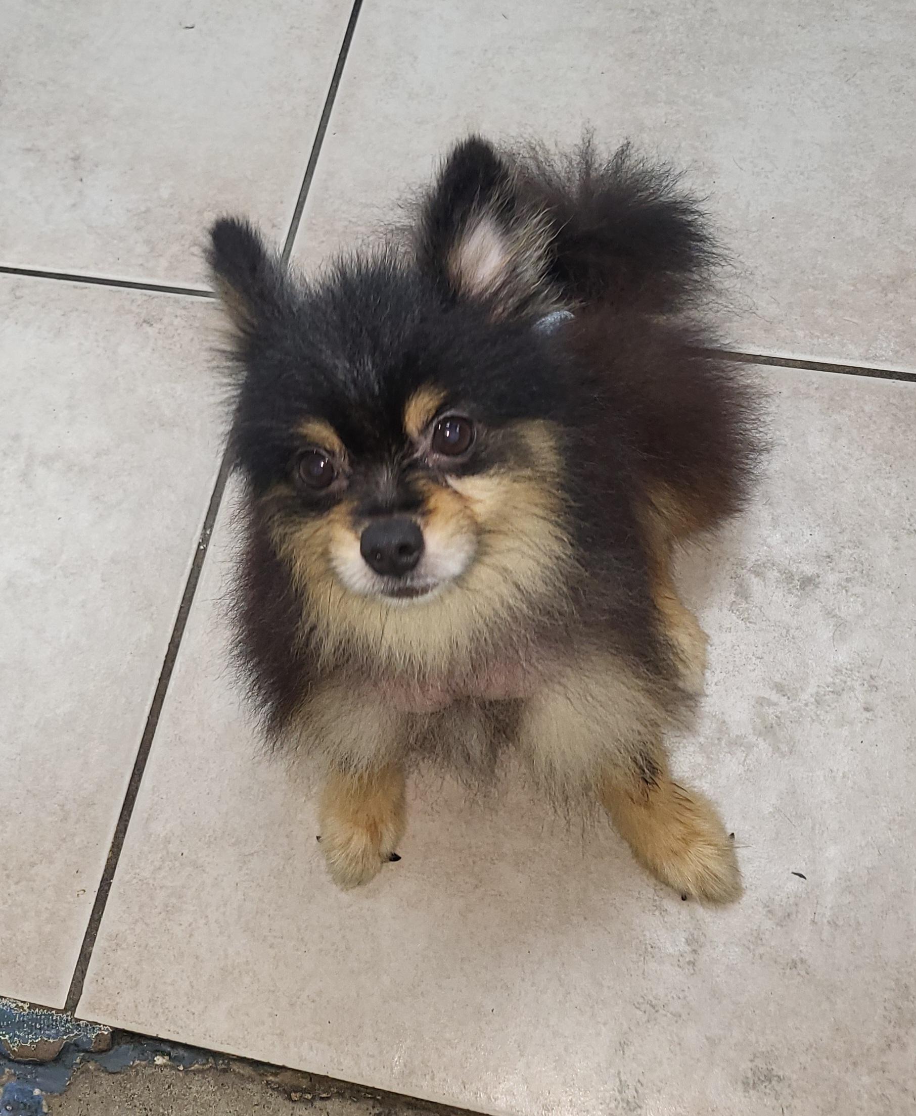 Enlarge Cody, a Adopted Pomeranian in Sarasota, FL image 3/6