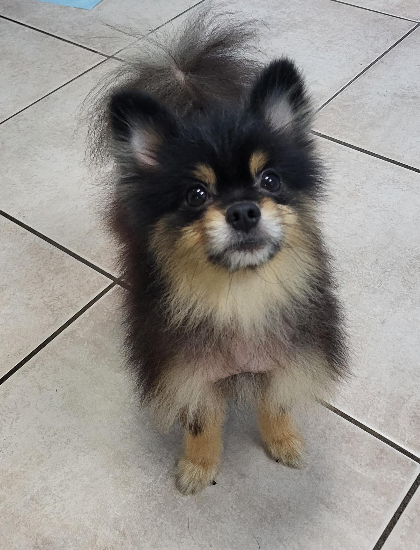 Cody, Adopted, Adult Male Pomeranian.