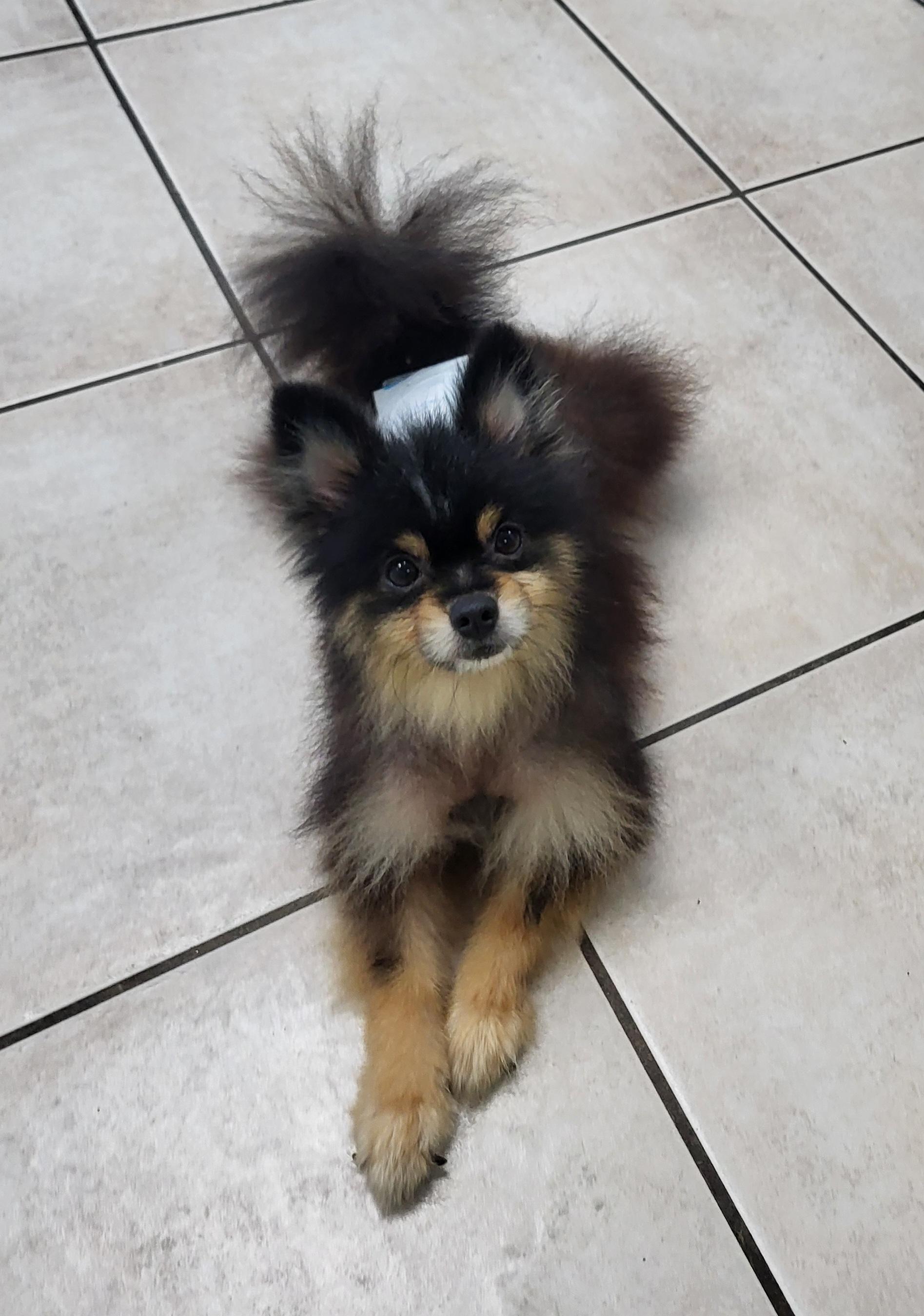 Enlarge Cody, a Adopted Pomeranian in Sarasota, FL image 5/6