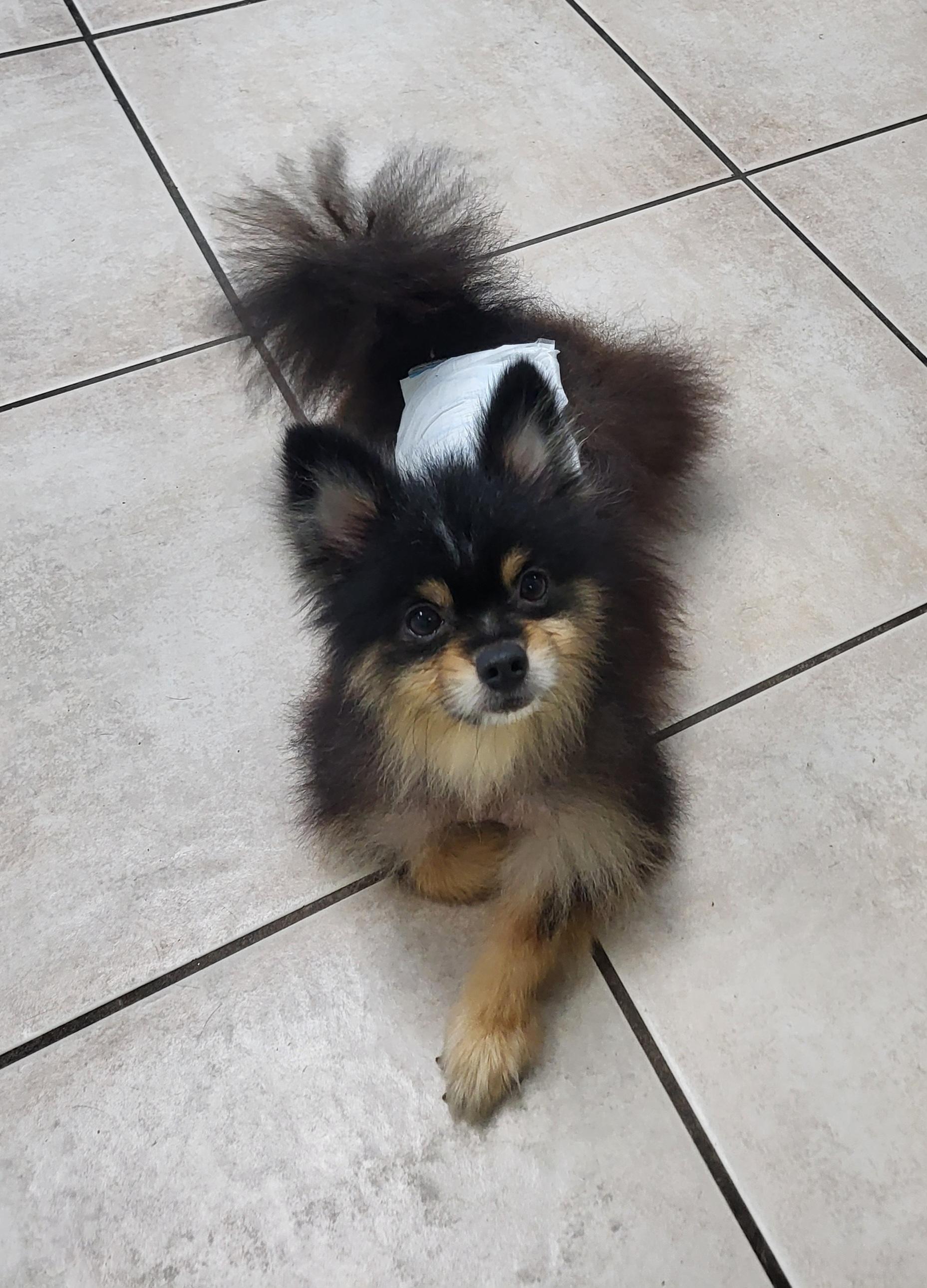 Enlarge Cody, a Adopted Pomeranian in Sarasota, FL image 4/6