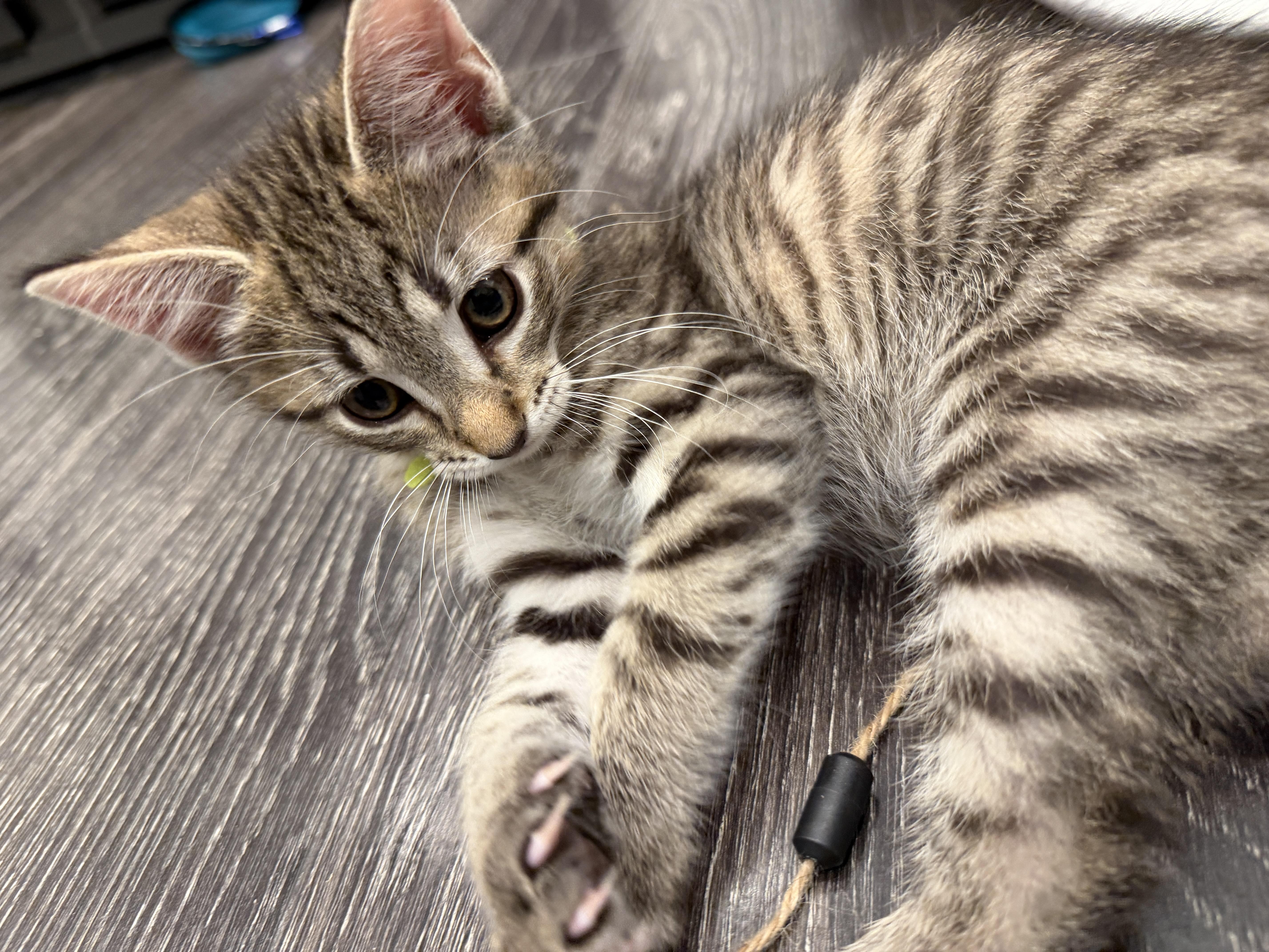 Enlarge Oliver, an adopted Domestic Short Hair in Fort Worth, TX image 2/3