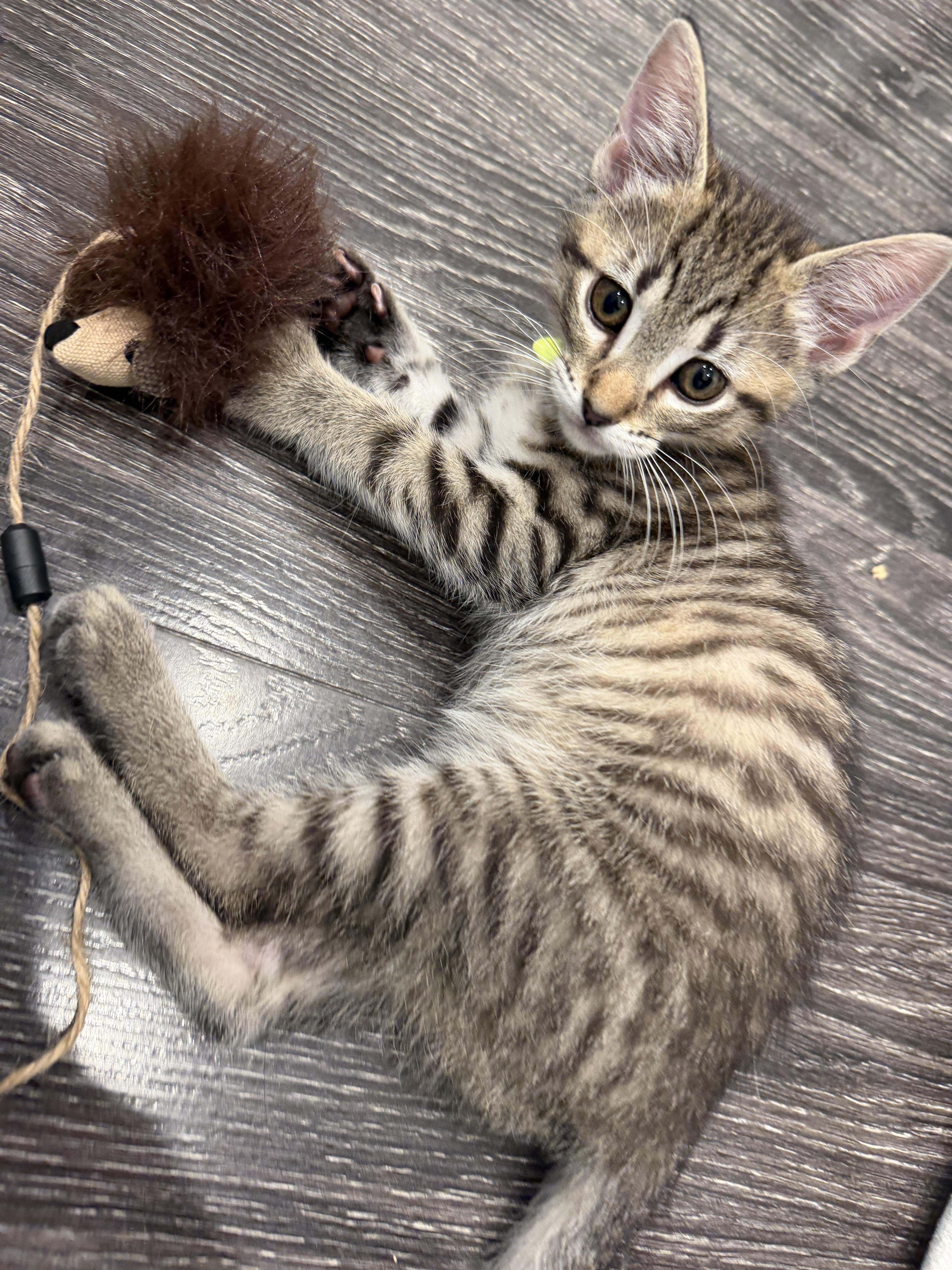 Enlarge Oliver, an adopted Domestic Short Hair in Fort Worth, TX image 3/3