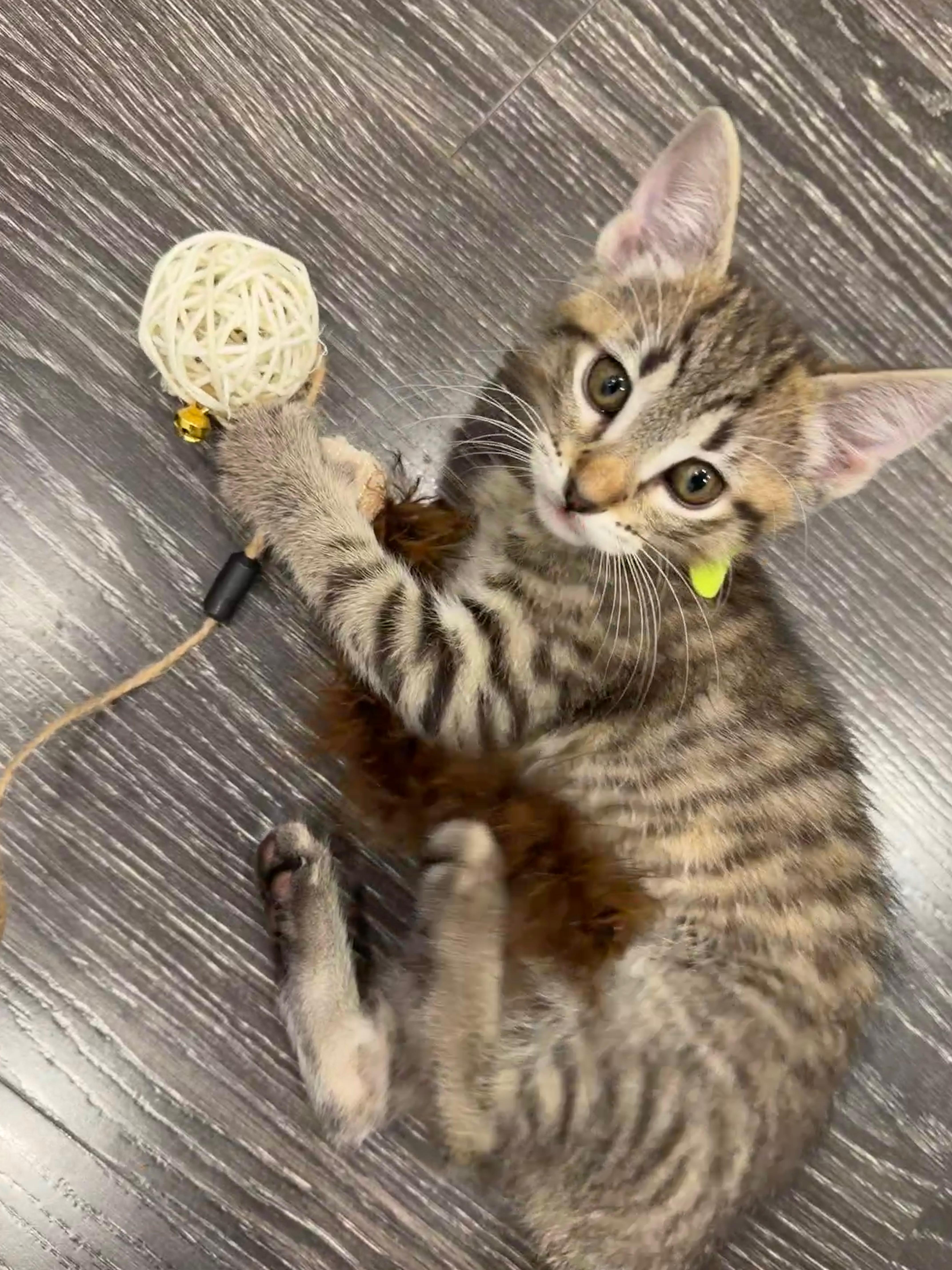 Enlarge Oliver, an adopted Domestic Short Hair in Fort Worth, TX image 1/3