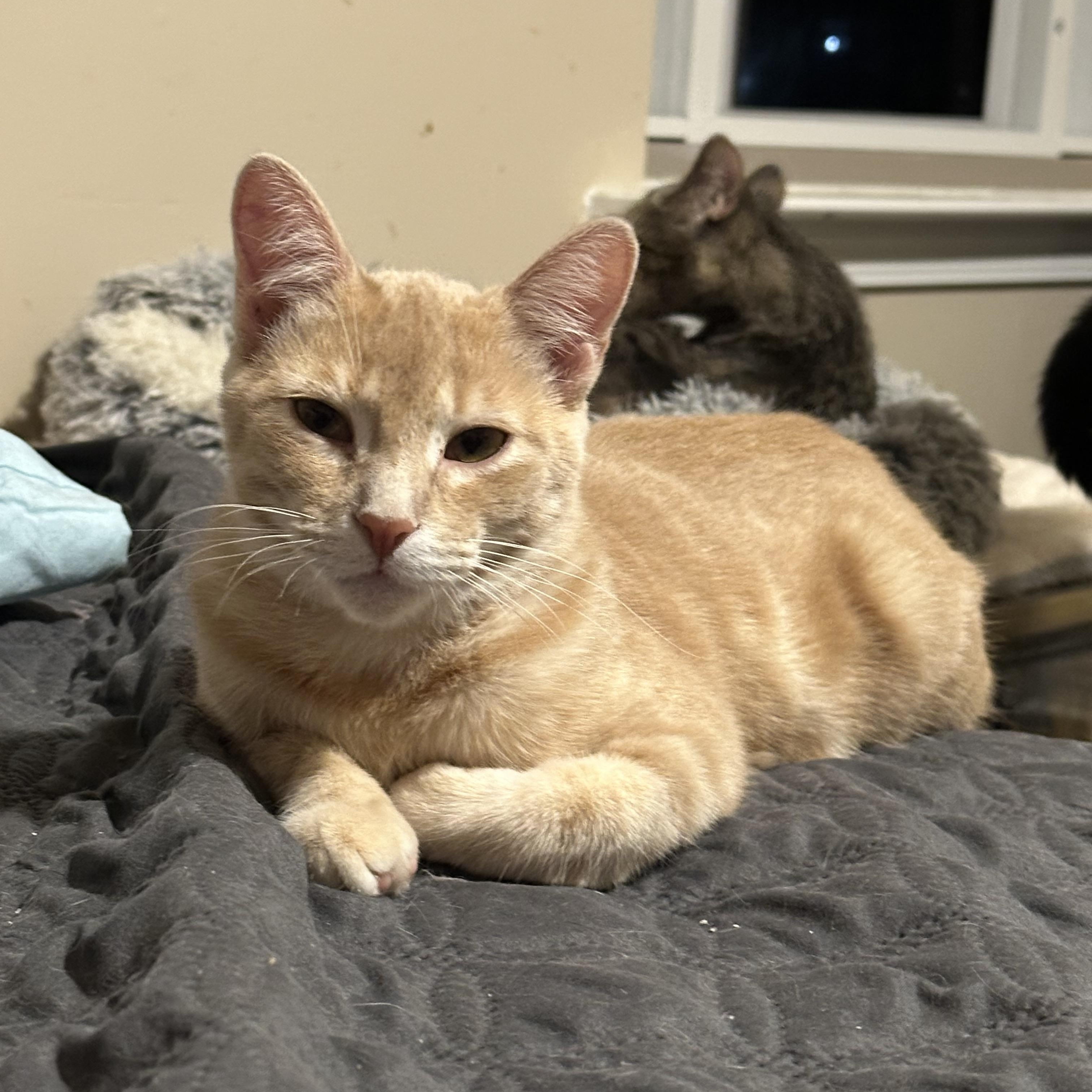 Enlarge Orangey, a Adoptable Domestic Short Hair in Woodstock, GA image 2/3