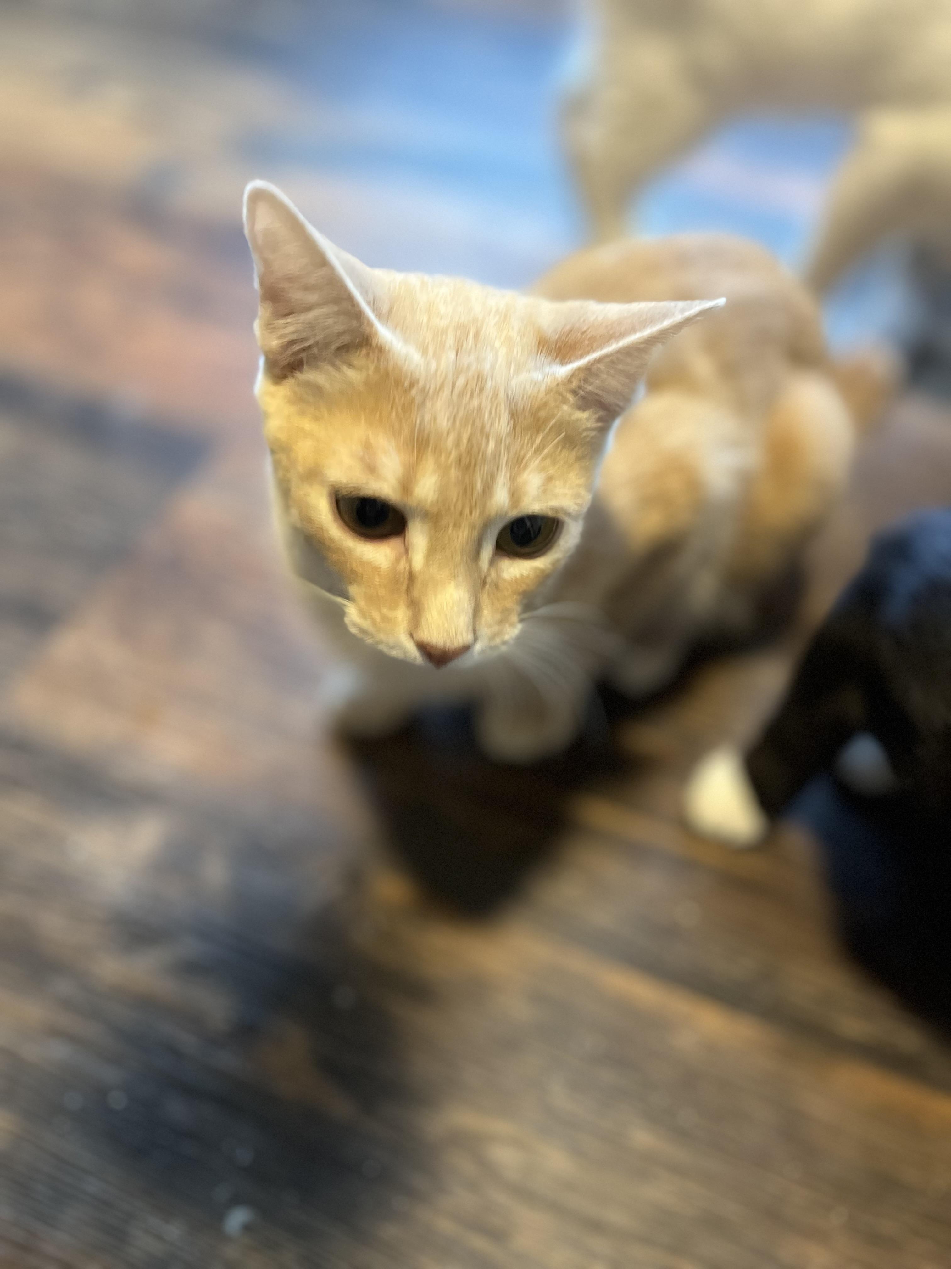 Orangey, Adoptable, Young Male Domestic Short Hair.