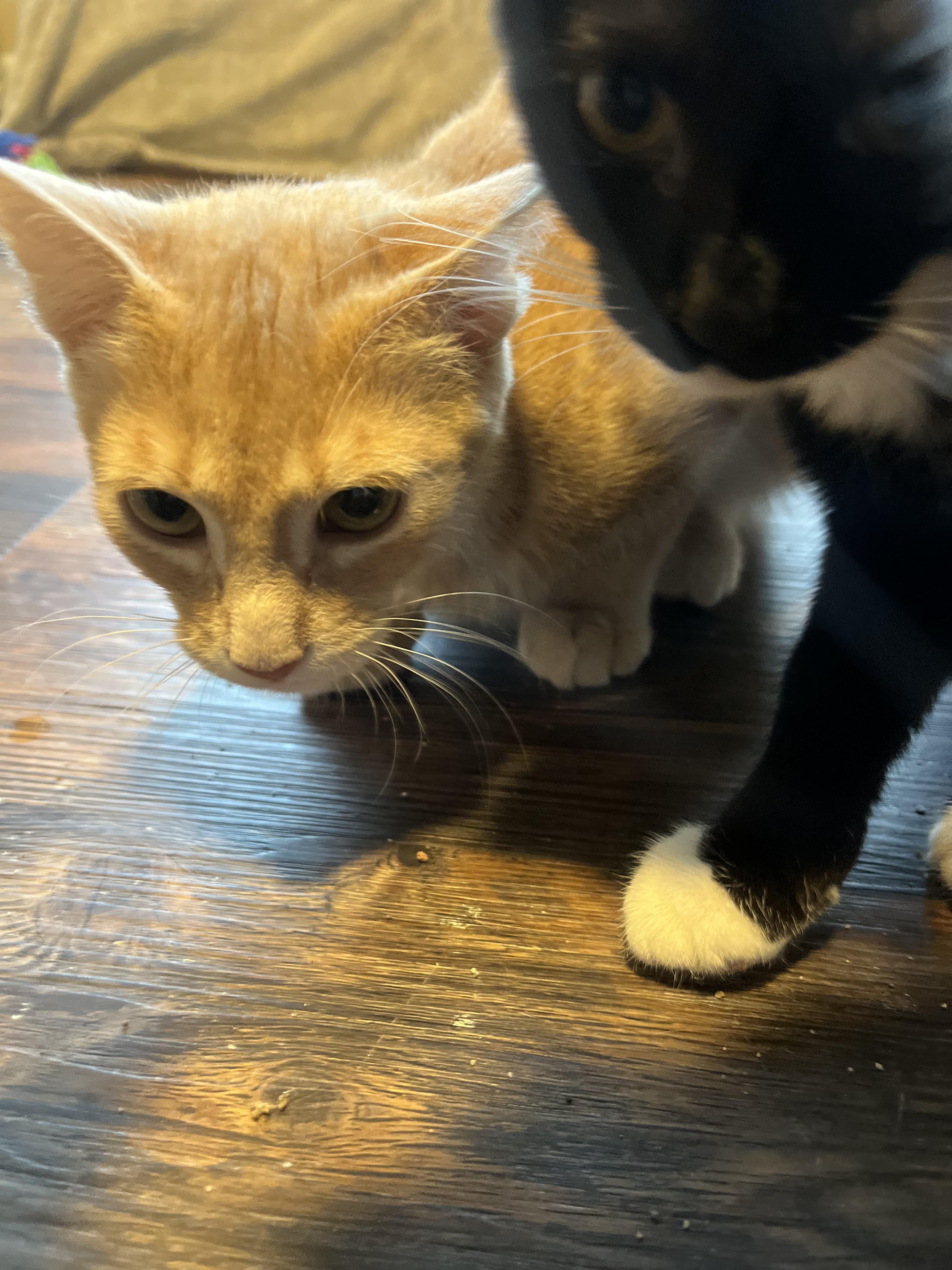 Enlarge Orangey, a Adoptable Domestic Short Hair in Woodstock, GA image 2/4