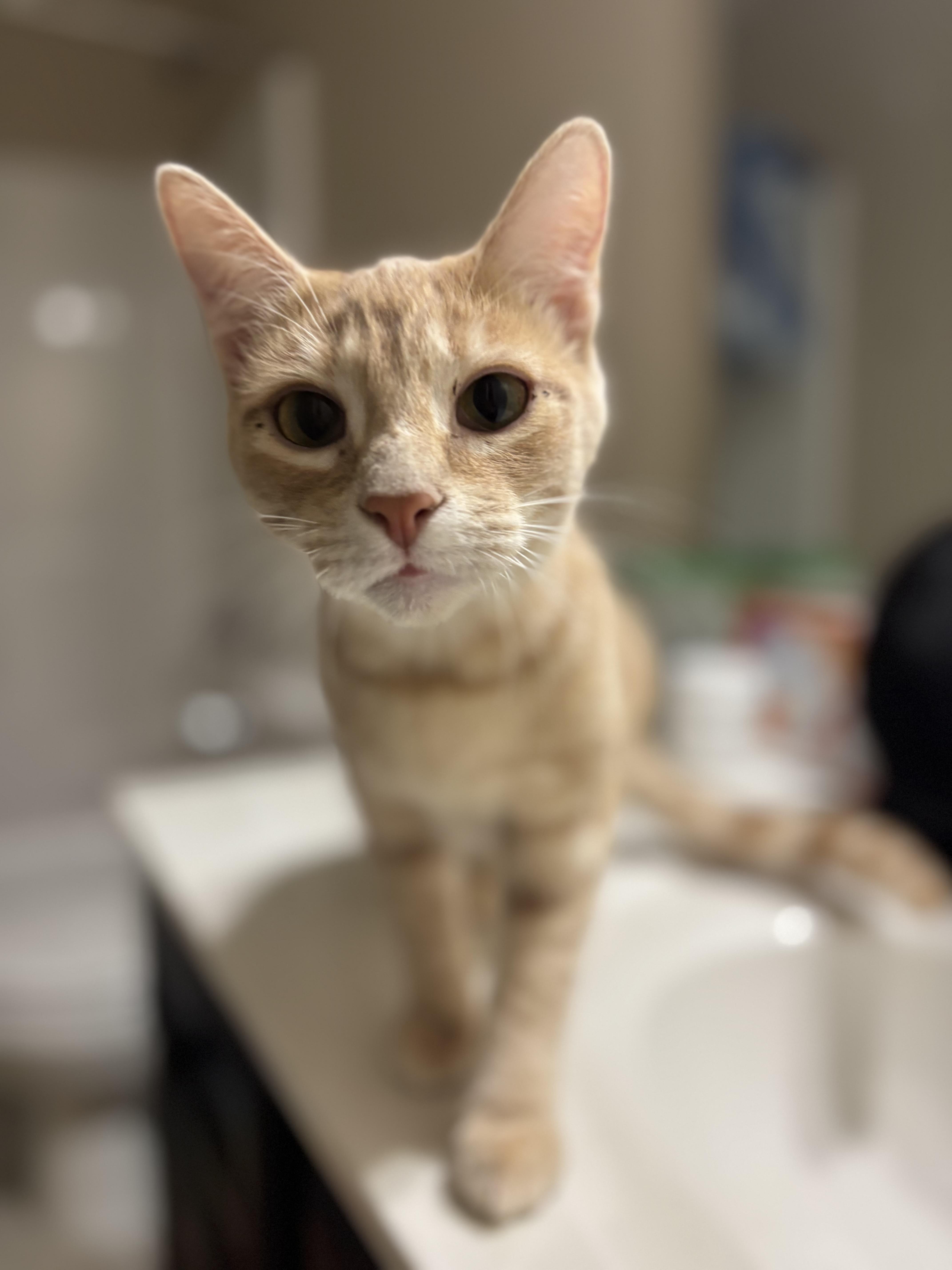 Orangey, Adoptable, Young Male Domestic Short Hair.