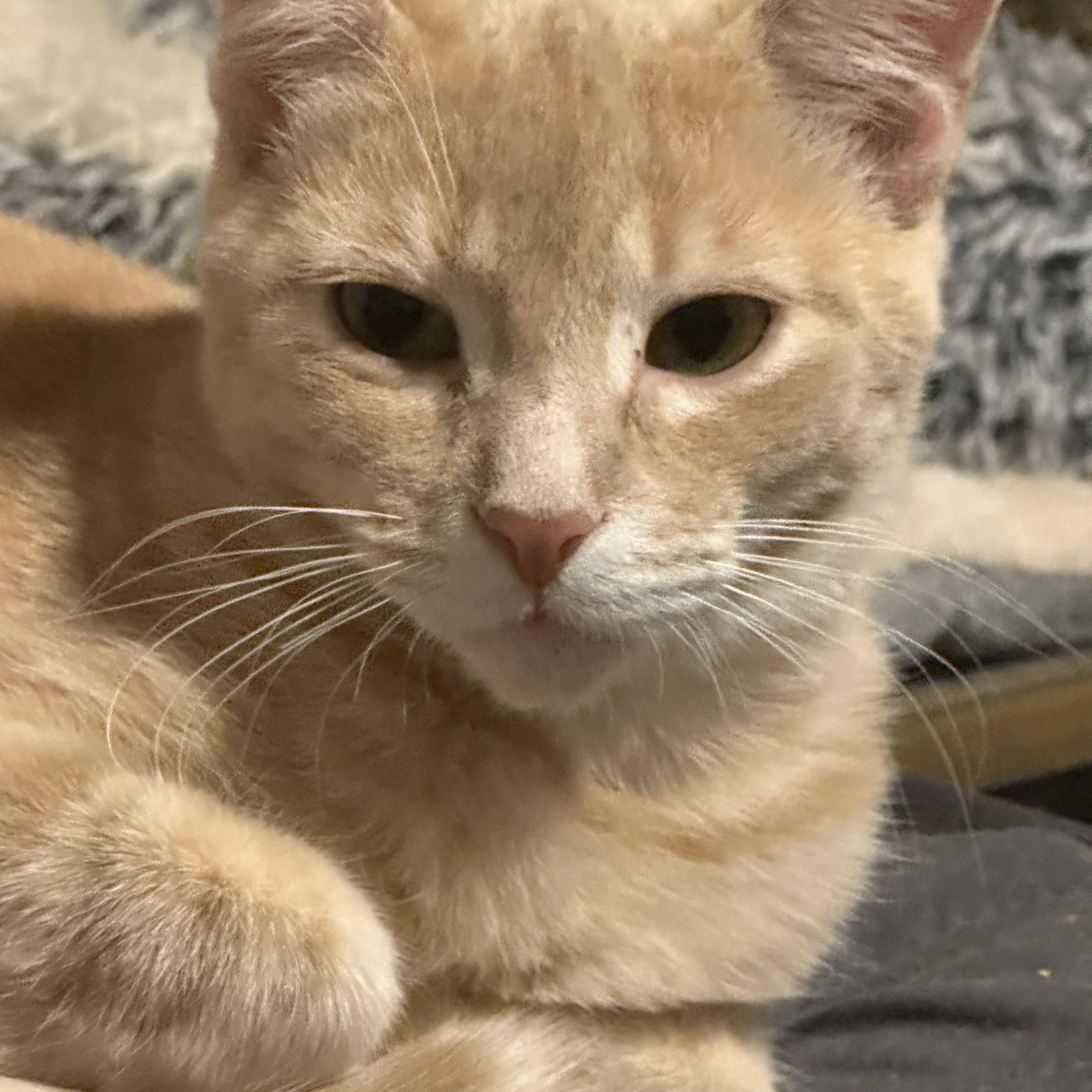 Orangey, Adoptable, Young Male Domestic Short Hair.