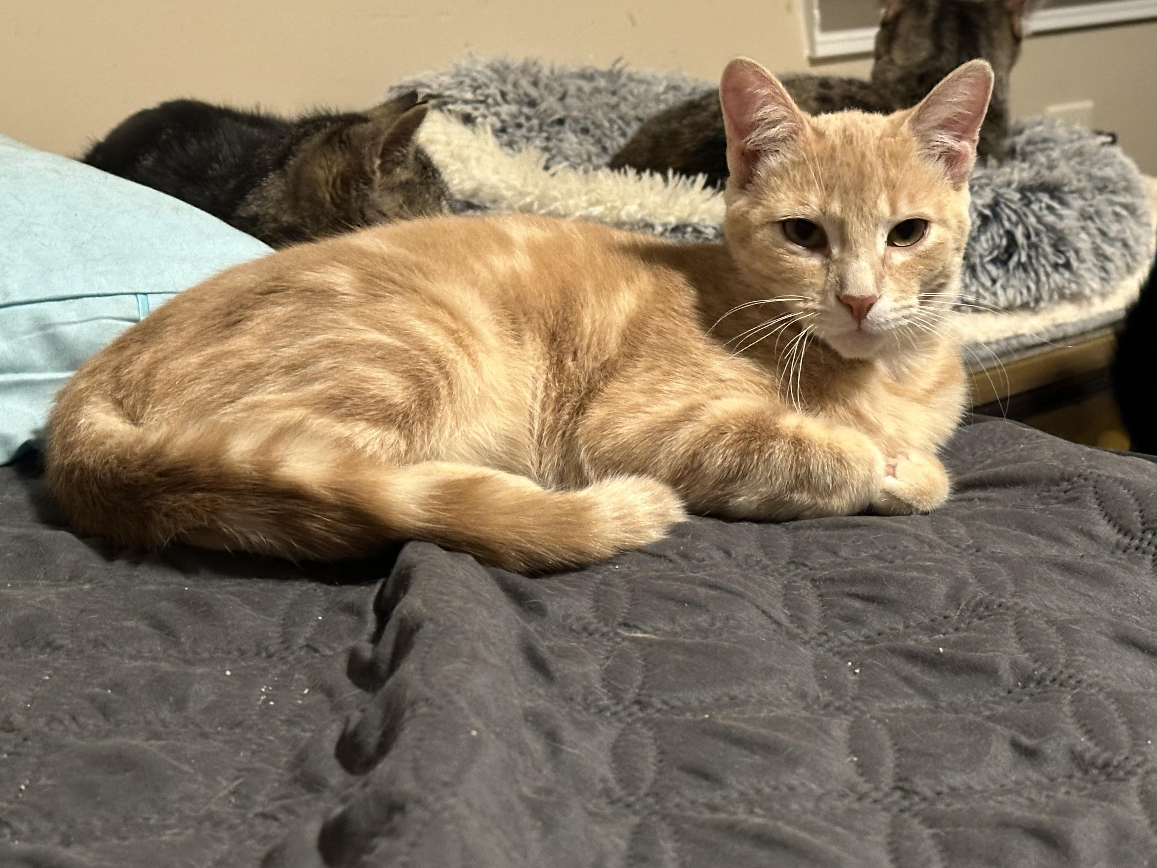 Enlarge Orangey, a Adoptable Domestic Short Hair in Woodstock, GA image 3/3