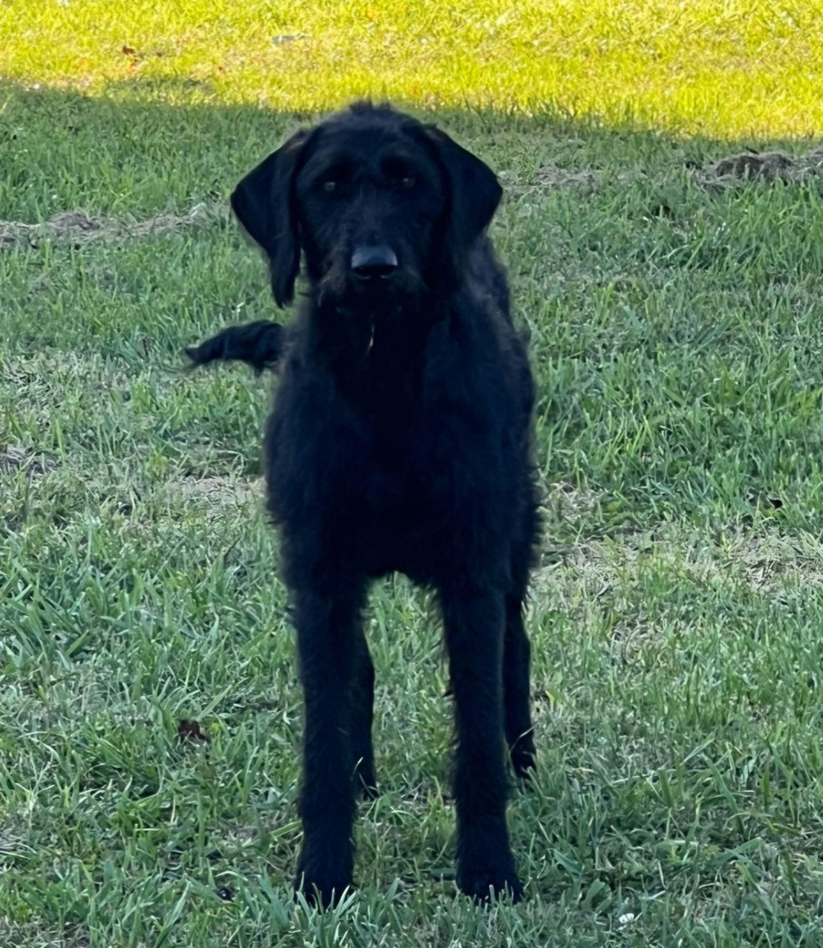 Maggie 2, Adoptable, Adult Female Labrador Retriever & Standard Poodle.