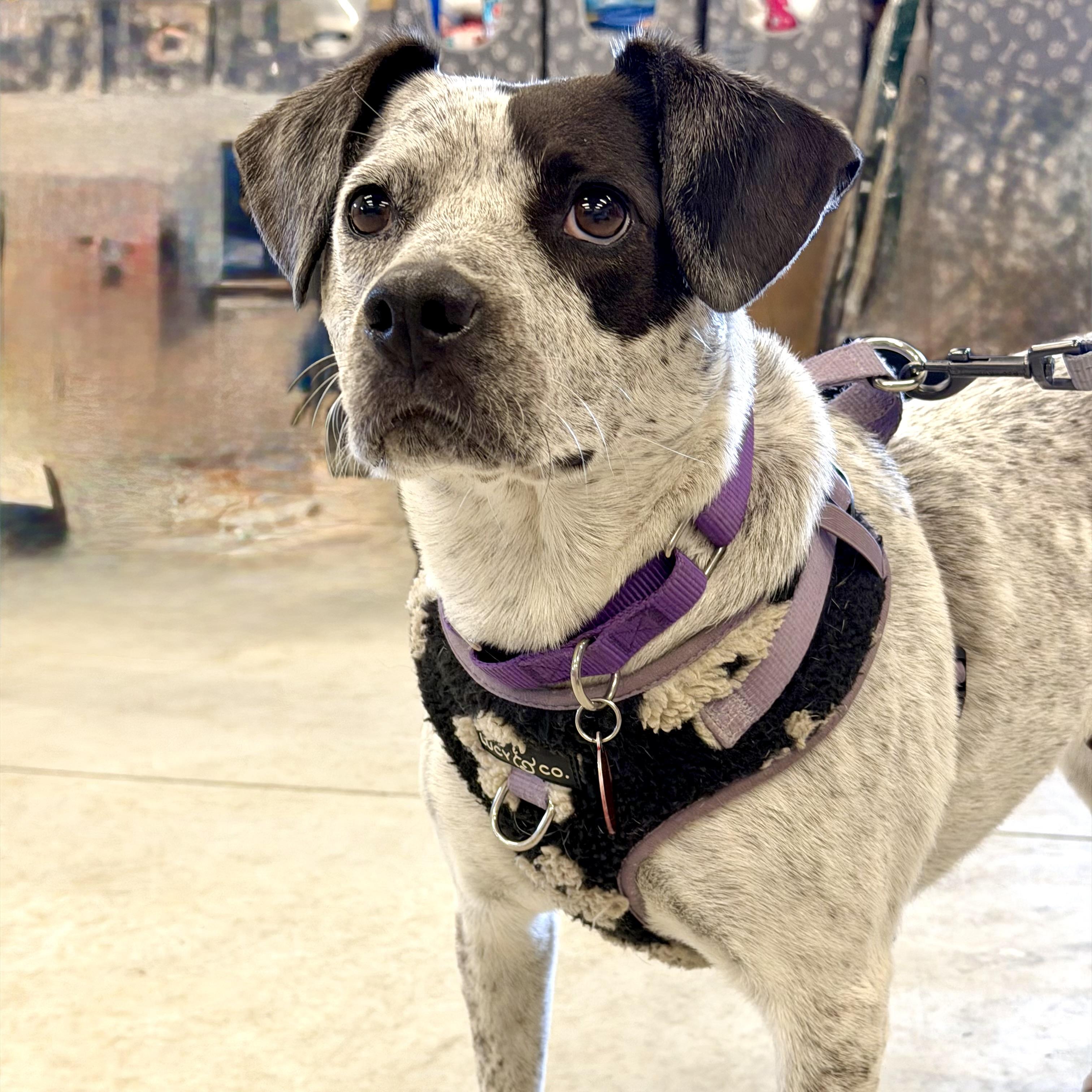 Enlarge Gypsy, a Adoptable mixed breed in Prior Lake, MN image 5/6