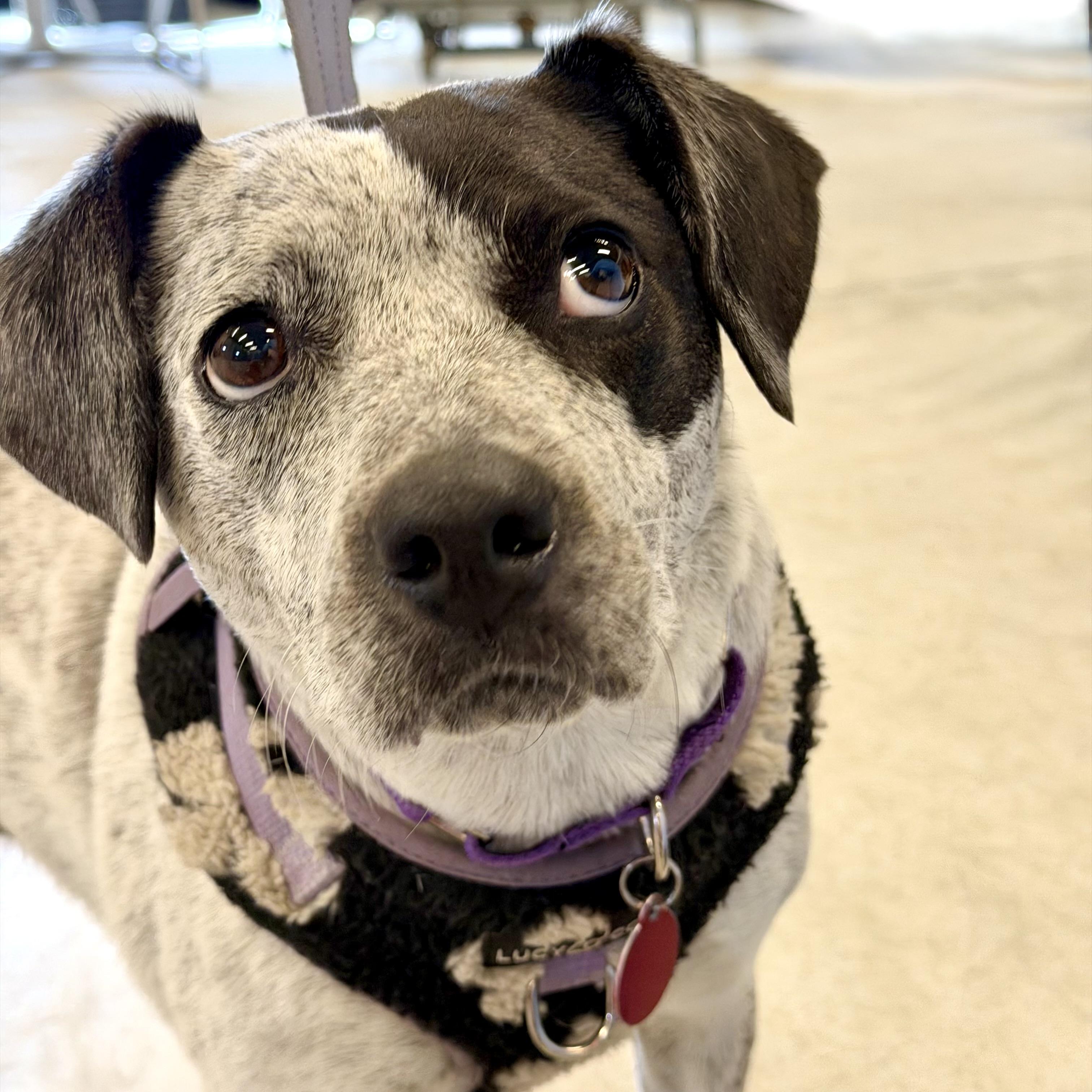 Enlarge Gypsy, a Adoptable mixed breed in Prior Lake, MN image 6/6