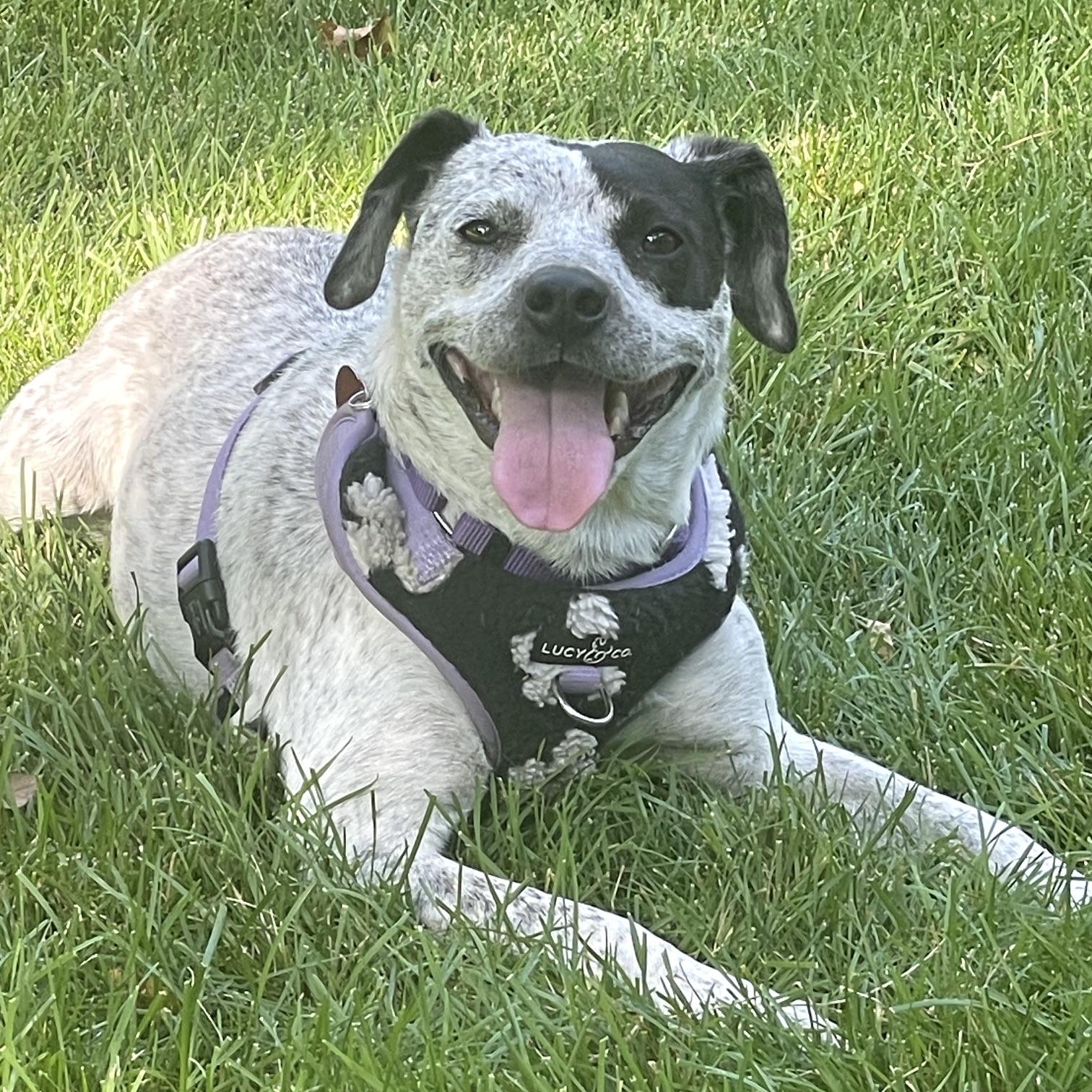 Enlarge Gypsy, an adopted mixed breed in Prior Lake, MN image 1/6