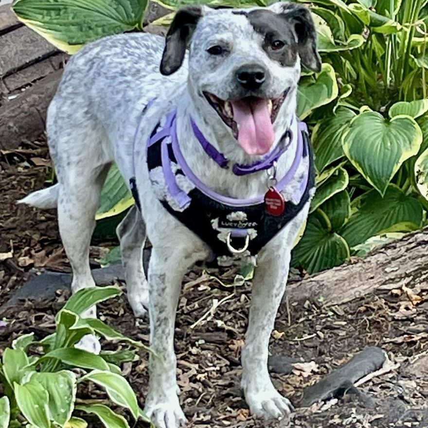Enlarge Gypsy, an adopted mixed breed in Prior Lake, MN image 4/6