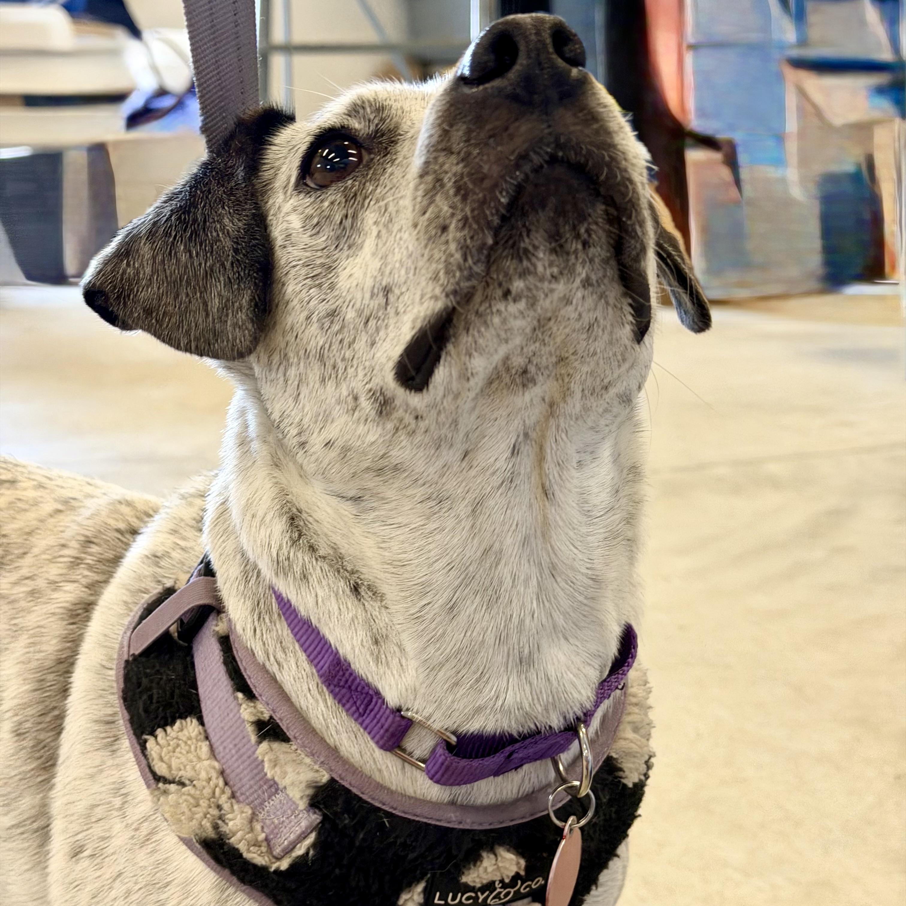 Enlarge Gypsy, a Adoptable mixed breed in Prior Lake, MN image 4/6