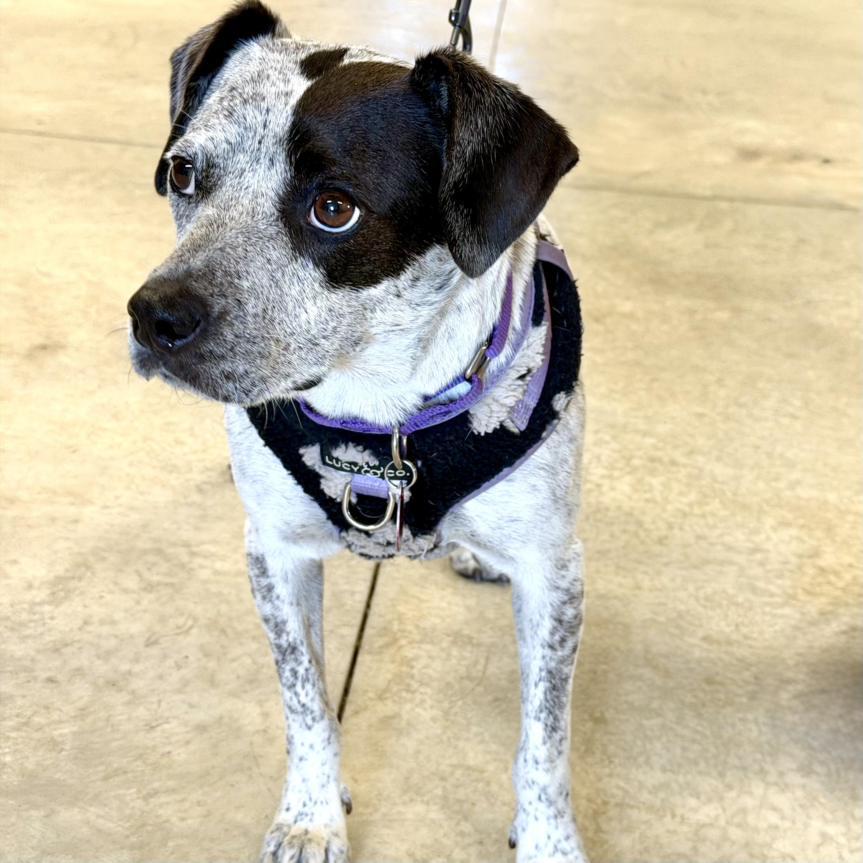 Enlarge Gypsy, a Adoptable mixed breed in Prior Lake, MN image 2/6