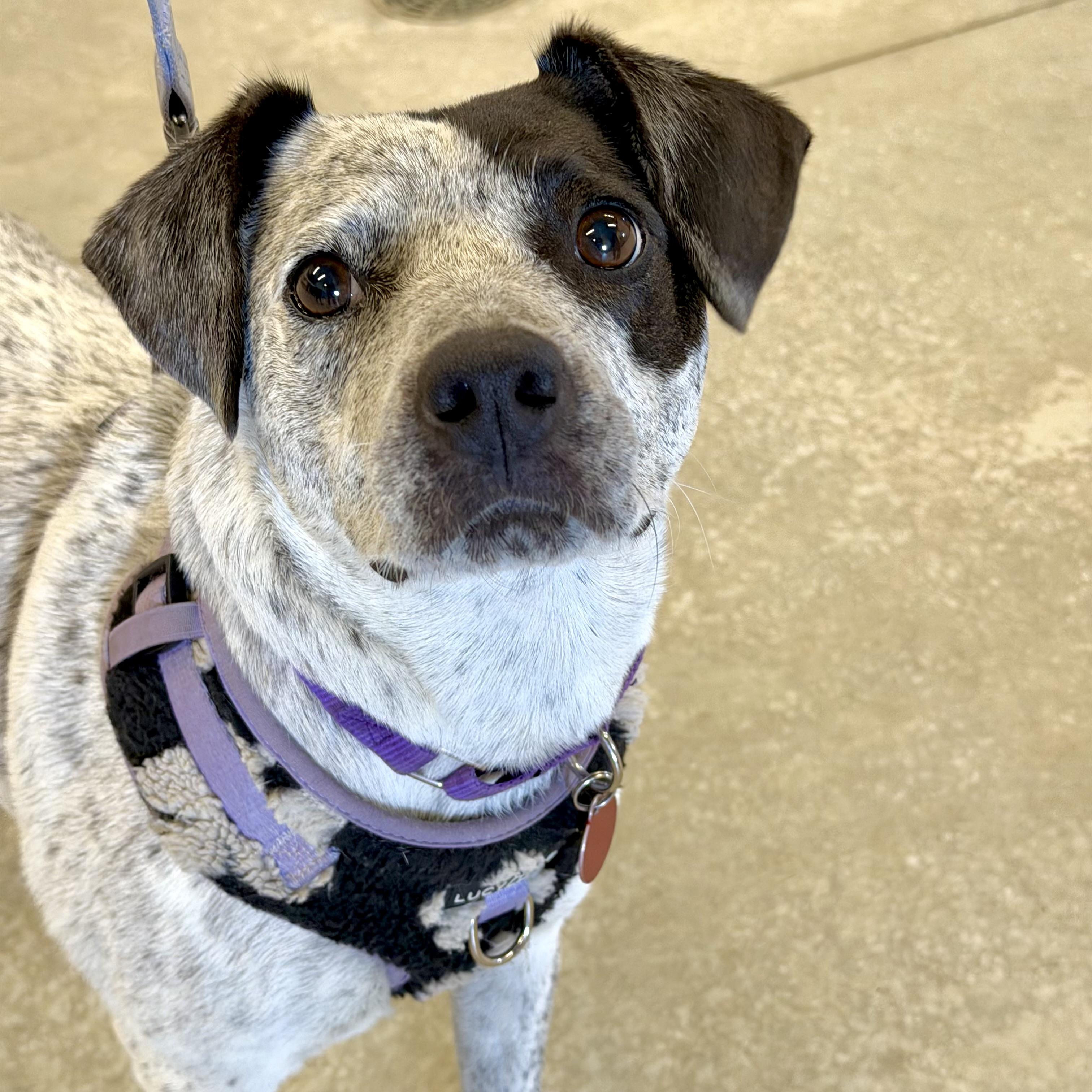 Enlarge Gypsy, a Adoptable mixed breed in Prior Lake, MN image 1/6
