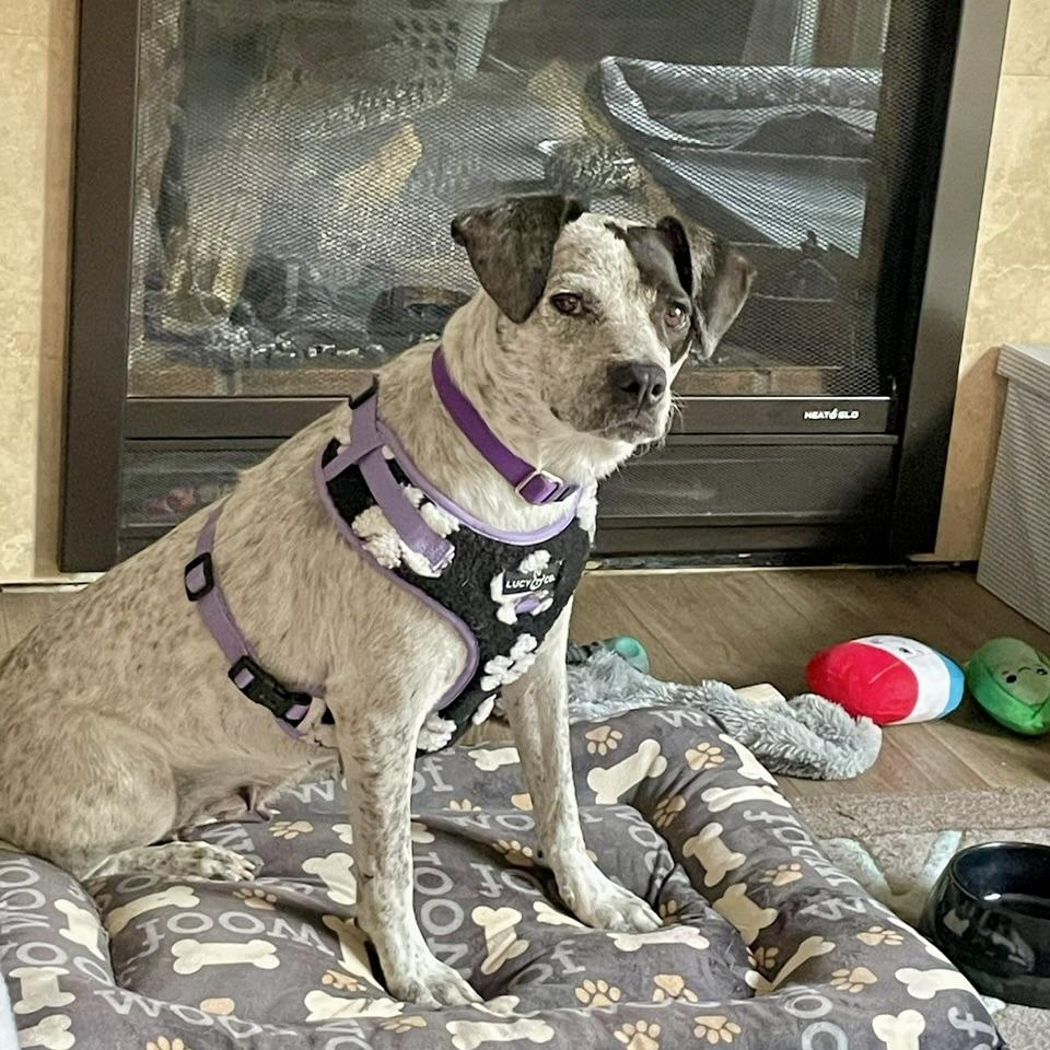 Enlarge Gypsy, an adopted mixed breed in Prior Lake, MN image 2/6