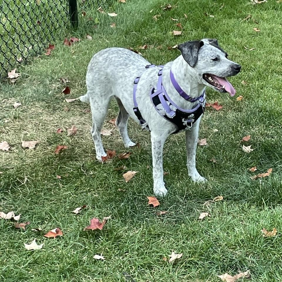 Enlarge Gypsy, an adopted mixed breed in Prior Lake, MN image 6/6