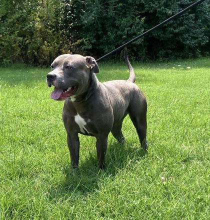 Enlarge Sweet Pea, a Adoptable mixed breed in Independence, MO image 1/3