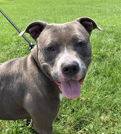 Sweet Pea, Adoptable, Adult Female Pit Bull Terrier & Mixed Breed.