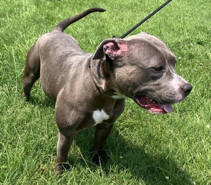 Enlarge Sweet Pea, a Adoptable mixed breed in Independence, MO image 3/3