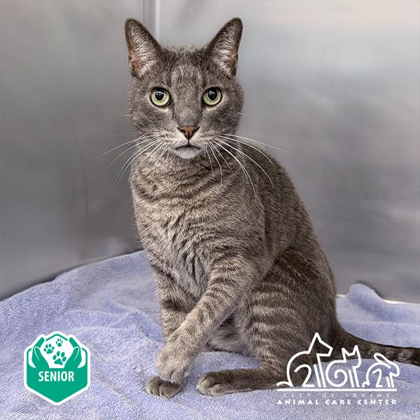 Enlarge SHADOW, a Adoptable Domestic Short Hair in Irvine, CA image 1/1