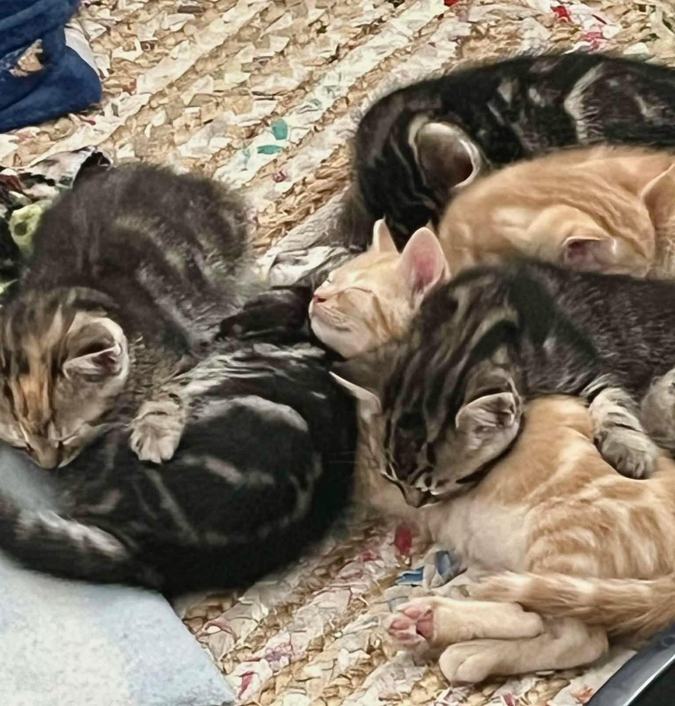 Litter of 6 kittens , adopted, Kitten Male Domestic Short Hair.