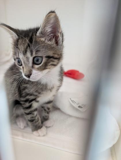 Danthy, Adoptable, Kitten Male Domestic Short Hair & Domestic Short Hair.