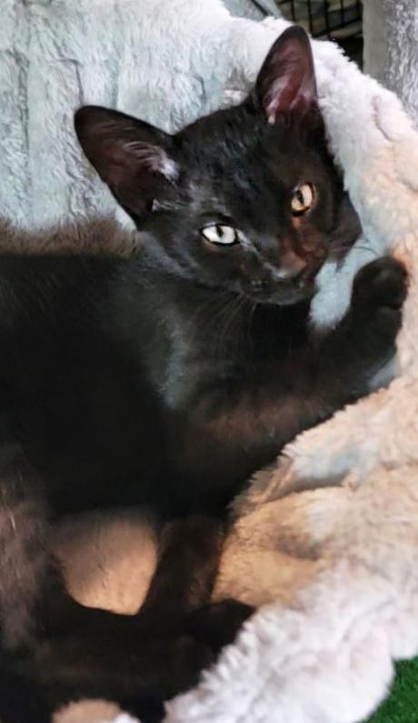 Remi, an adoptable Domestic Short Hair in Asheville, NC_image-1