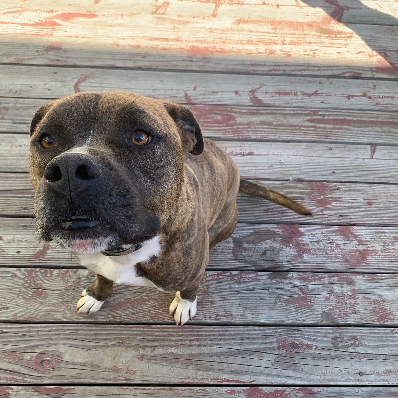 Enlarge Gnarly, an adoptable mixed breed in Concord, CA image 2/4