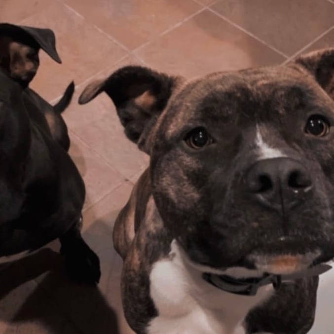 Enlarge Gnarly, an adoptable mixed breed in Concord, CA image 4/4