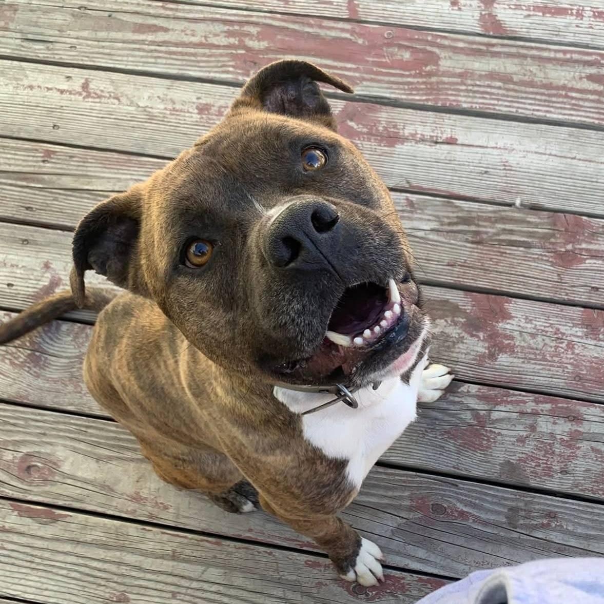 Enlarge Gnarly, an adoptable mixed breed in Concord, CA image 1/4