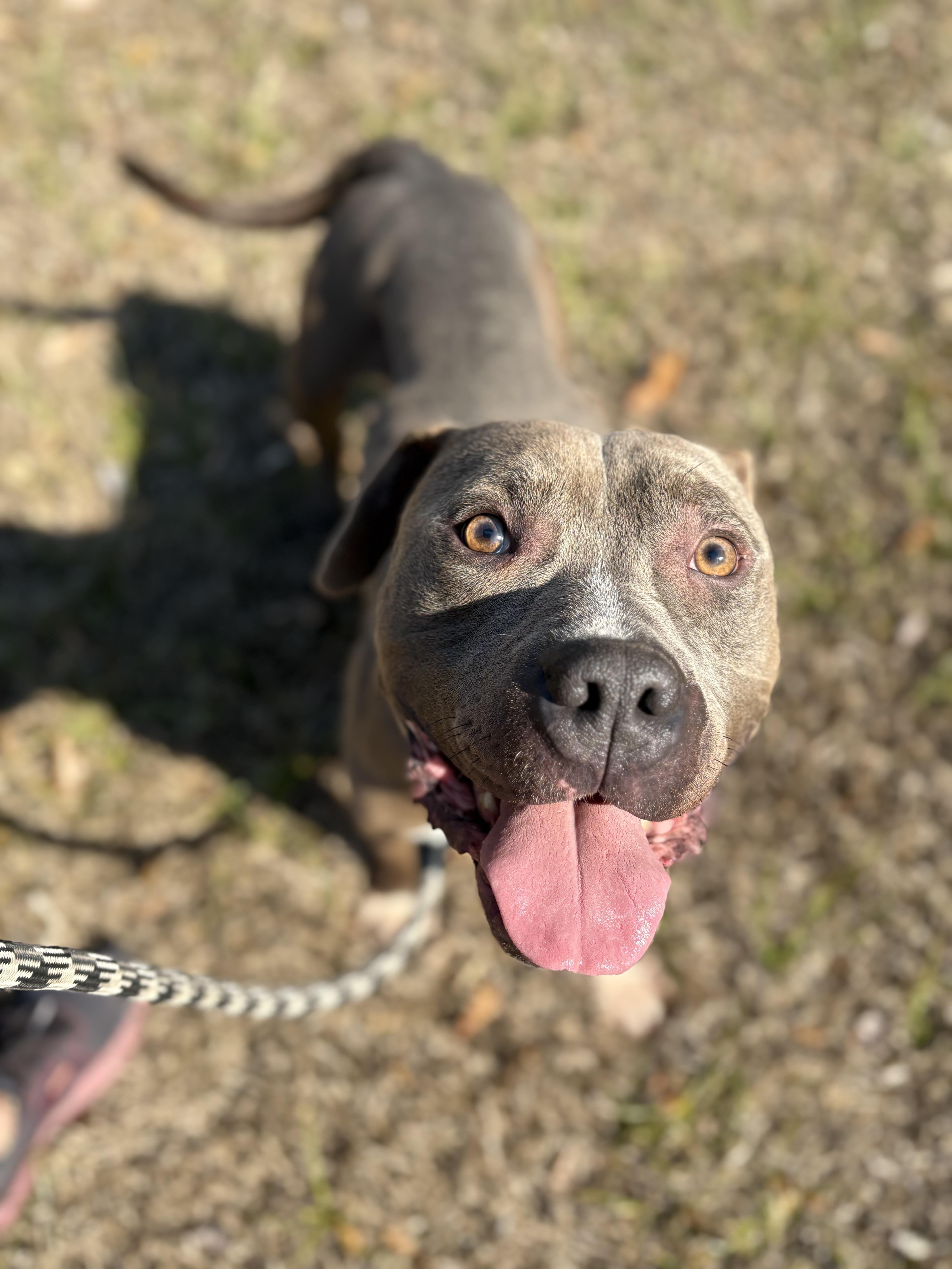 Enlarge Tank, a ADOPTABLE American Bulldog in Alexander City, AL image 1/1