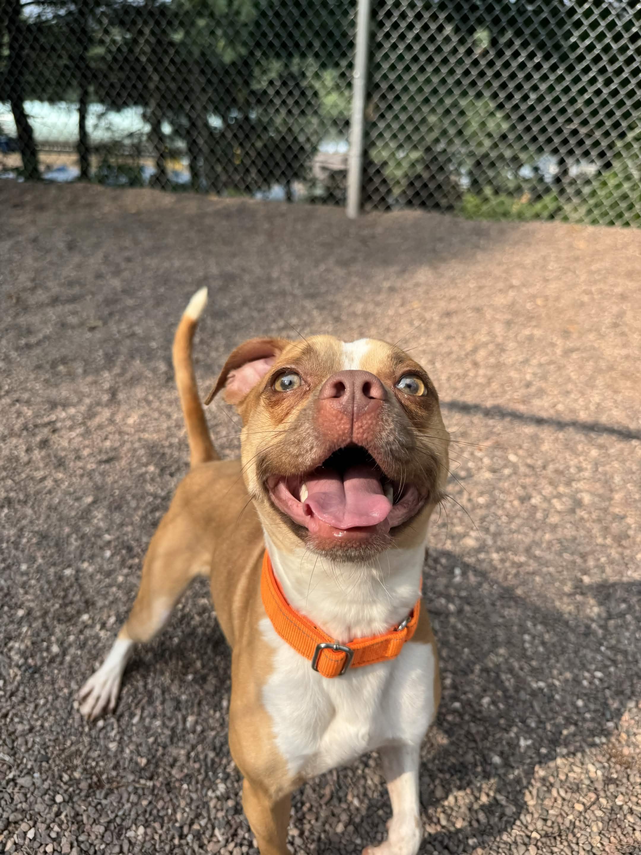 Enlarge Sebastian, a Adoptable Mixed Breed in Houghton, MI image 4/5
