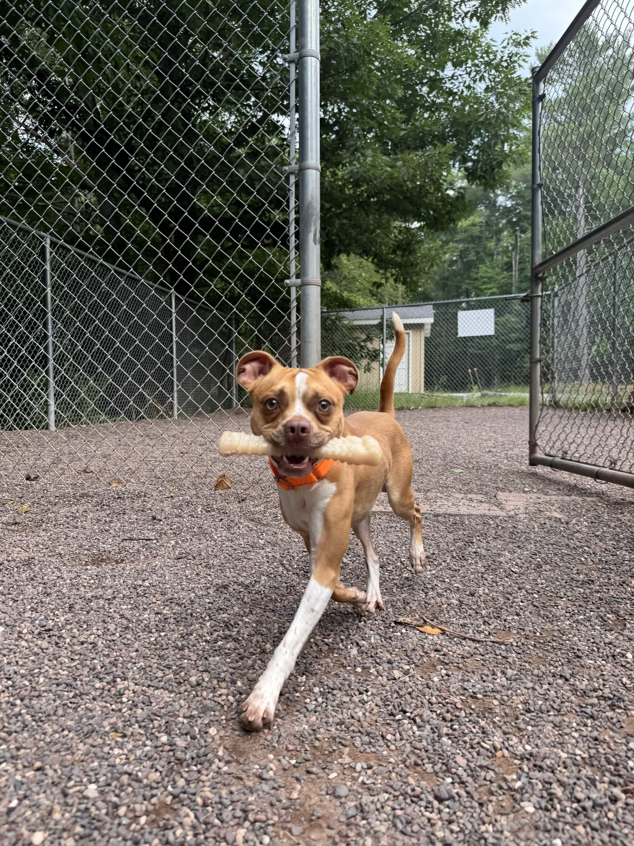 Enlarge Sebastian, a Adoptable Mixed Breed in Houghton, MI image 2/5