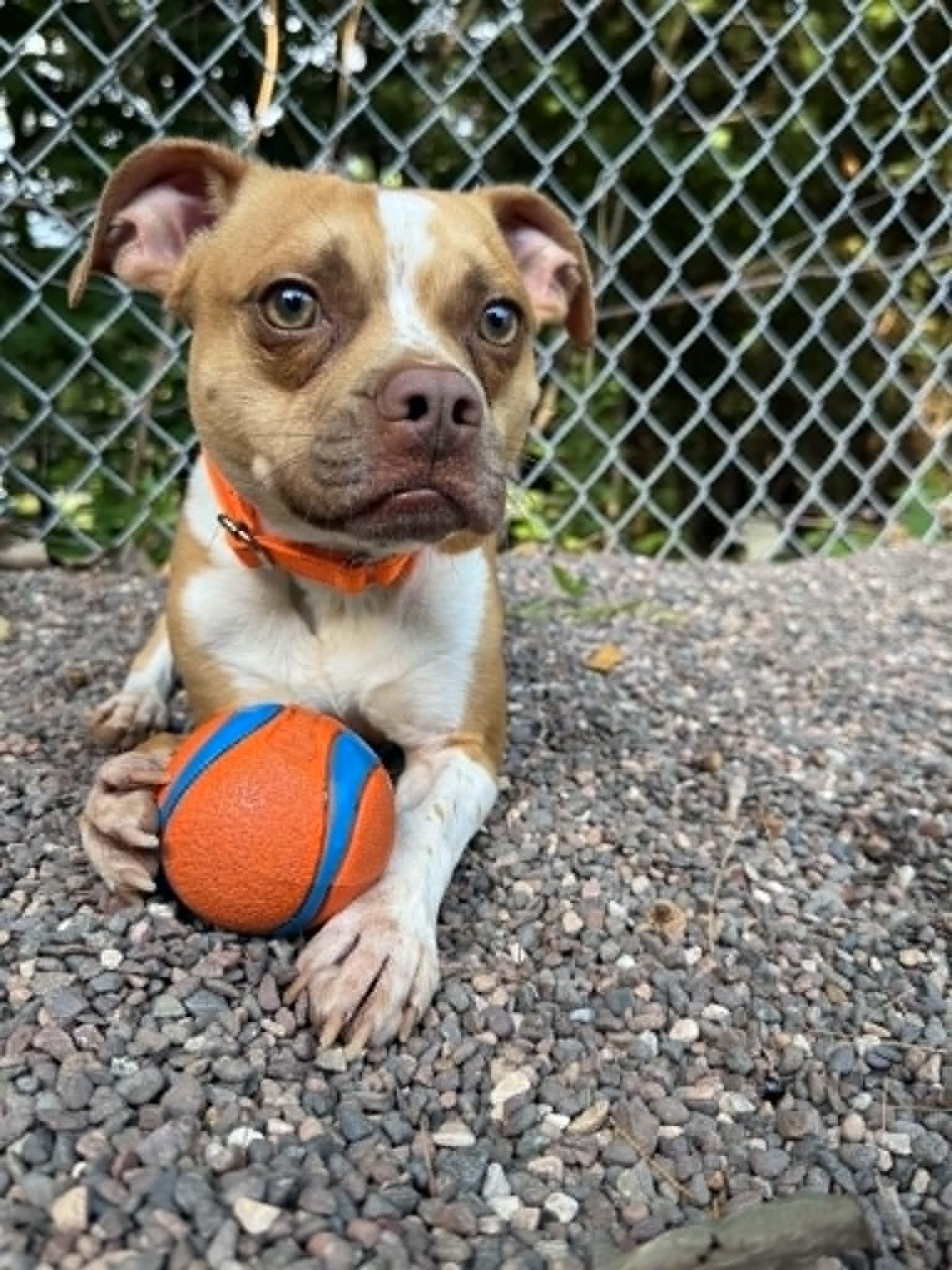 Enlarge Sebastian, a Adoptable Mixed Breed in Houghton, MI image 5/5