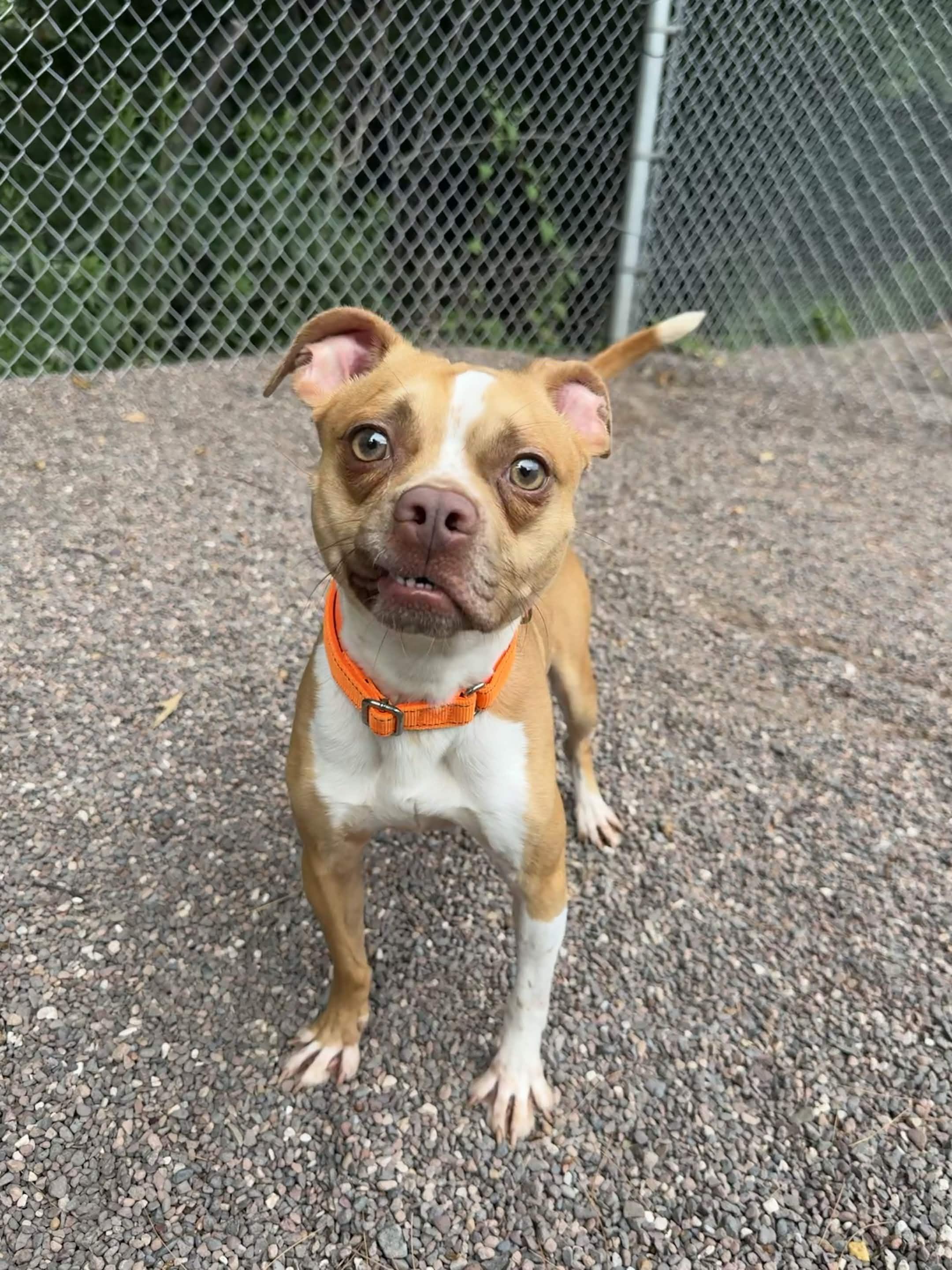 Enlarge Sebastian, a Adoptable Mixed Breed in Houghton, MI image 3/5