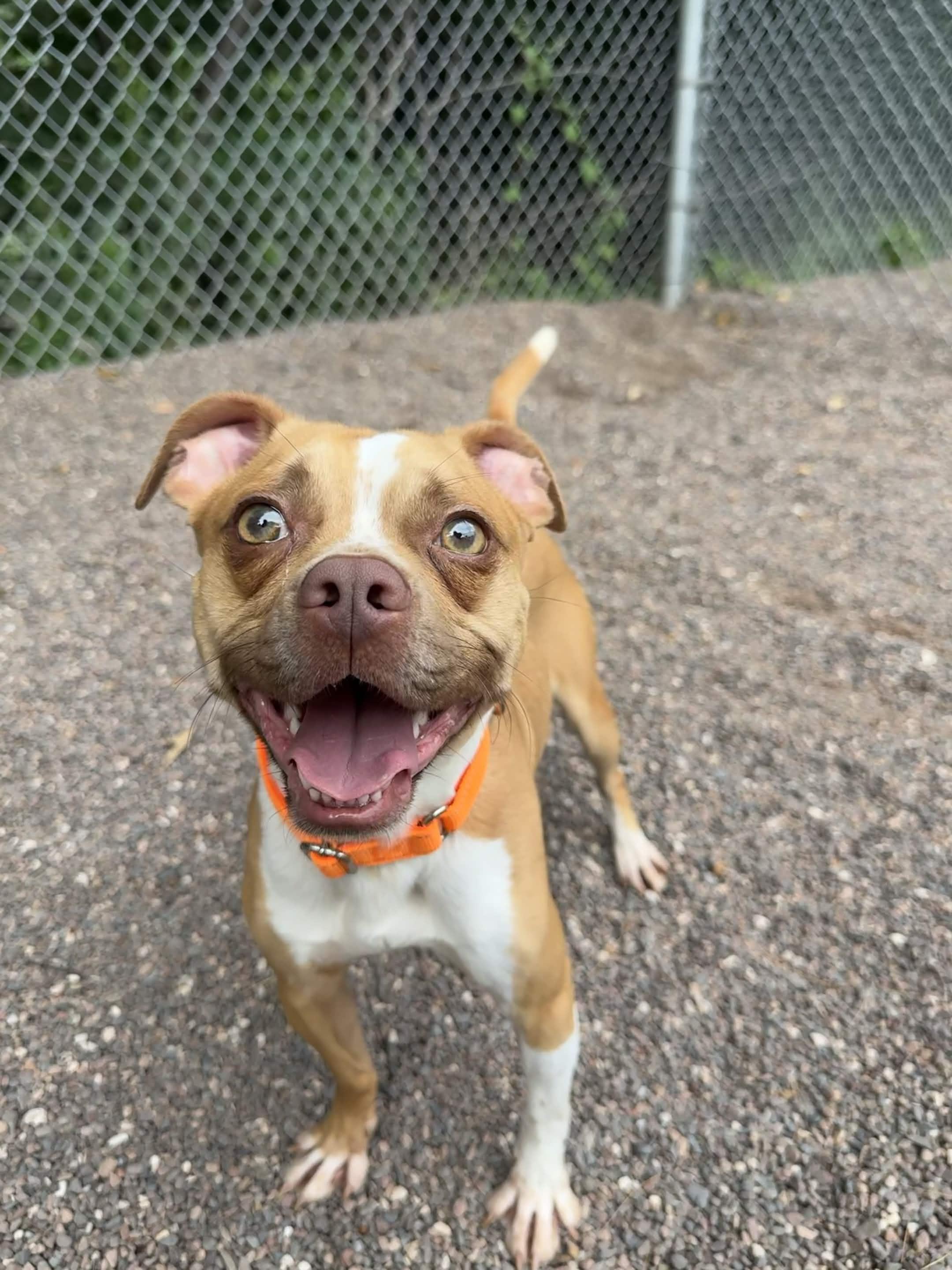 Sebastian, Adoptable, Young Male Mixed Breed.