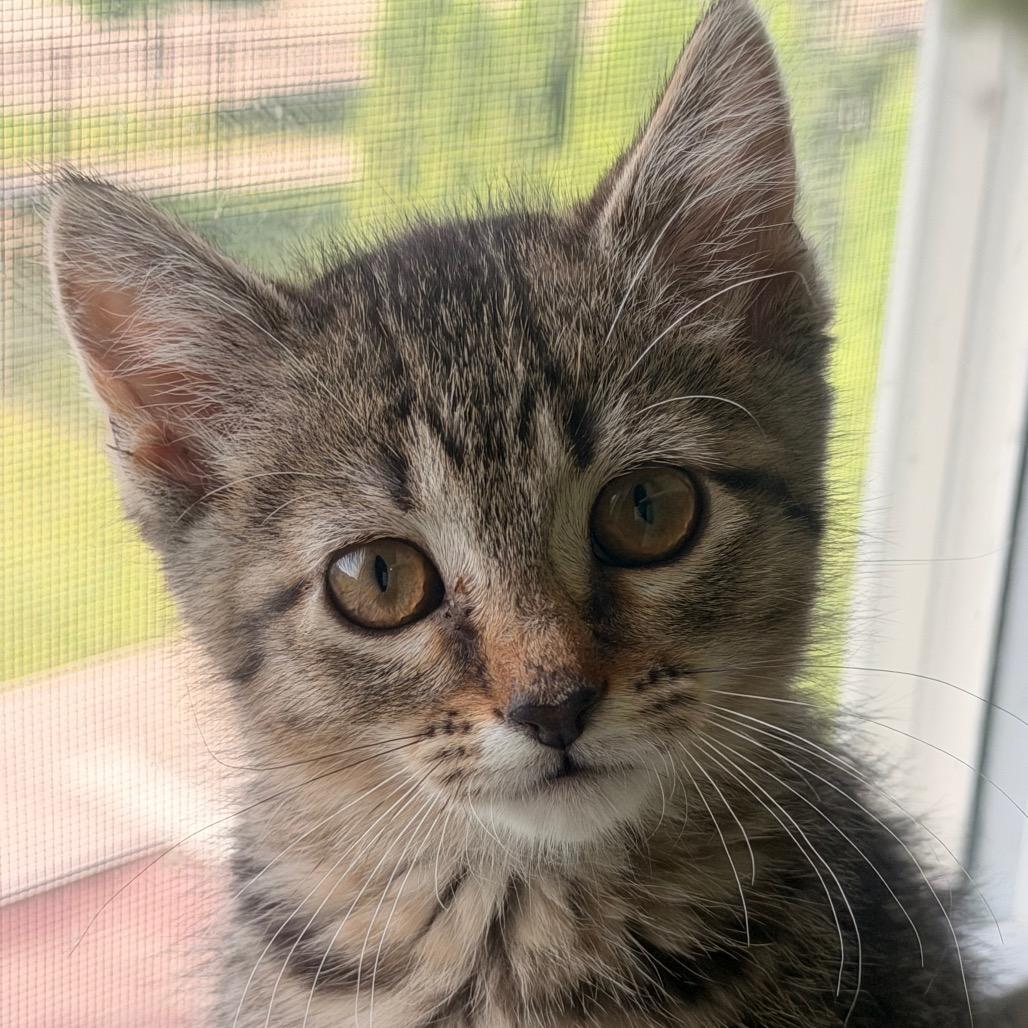 Hurry, Adoptable, Kitten Female Domestic Short Hair.