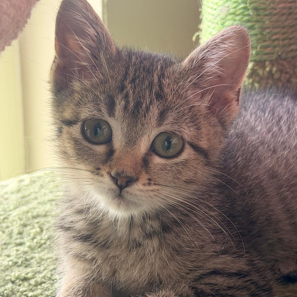 Hurry, a Adoptable Domestic Short Hair in Chaska, MN image 2/6