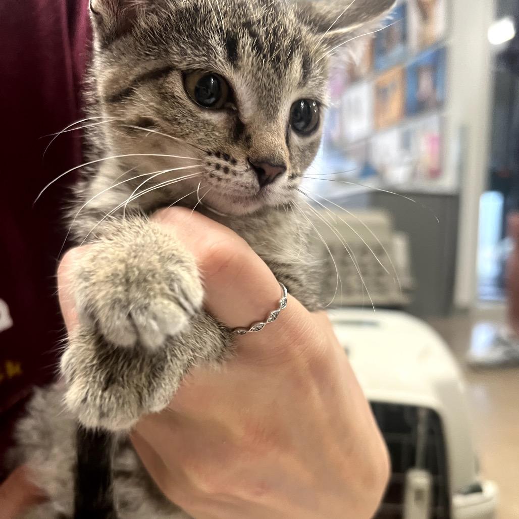 Hurry, a Adoptable Domestic Short Hair in Chaska, MN image 3/6