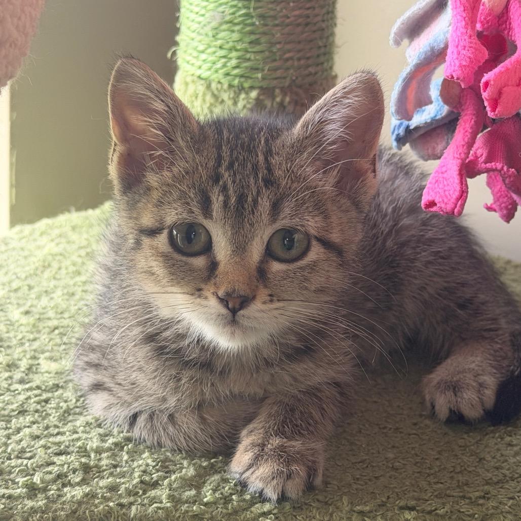 Hurry, a Adoptable Domestic Short Hair in Chaska, MN image 4/6