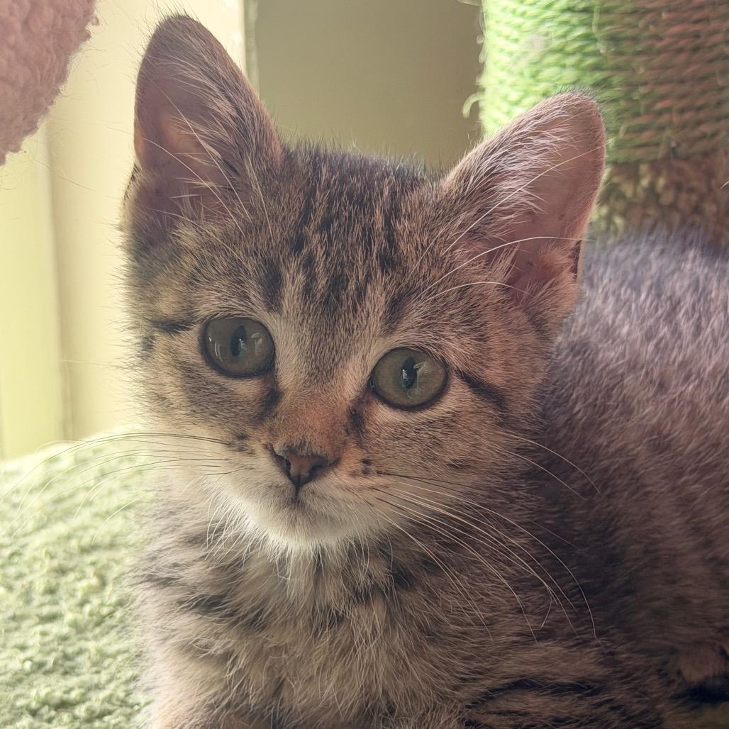 Hurry, a Adoptable Domestic Short Hair in Chaska, MN image 5/6