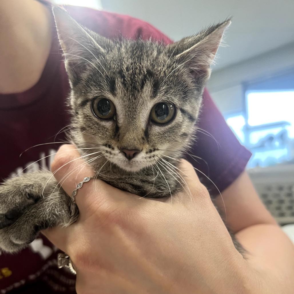 Hurry, a Adoptable Domestic Short Hair in Chaska, MN image 6/6
