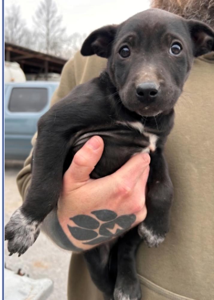 Dazzle, Adoptable, Puppy Female Mixed Breed.