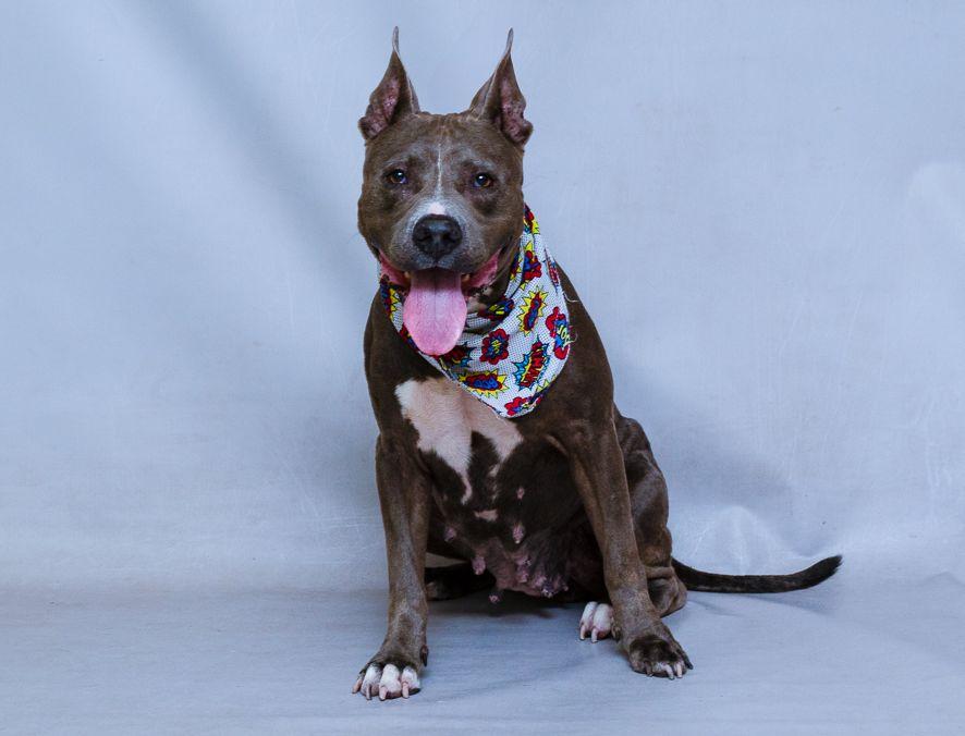 Sapphire, a Adoptable mixed breed in Sanford, FL image 1/3